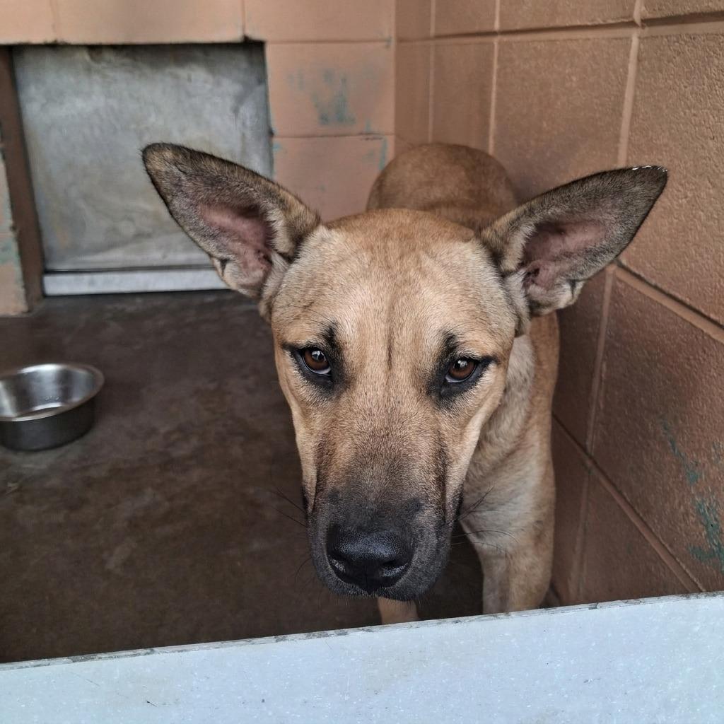 Enlarge Jaxie, a Adoptable mixed breed in Gautier, MS image 3/3