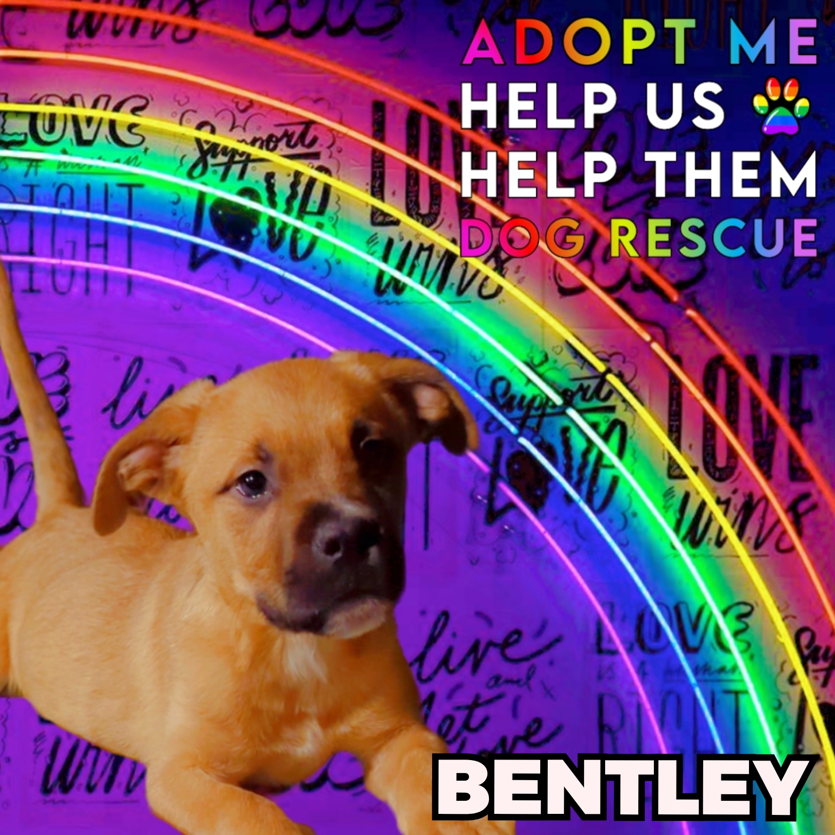 Bentley, an adopted Cane Corso & Mastiff Mix in Ferndale, MI_image-1