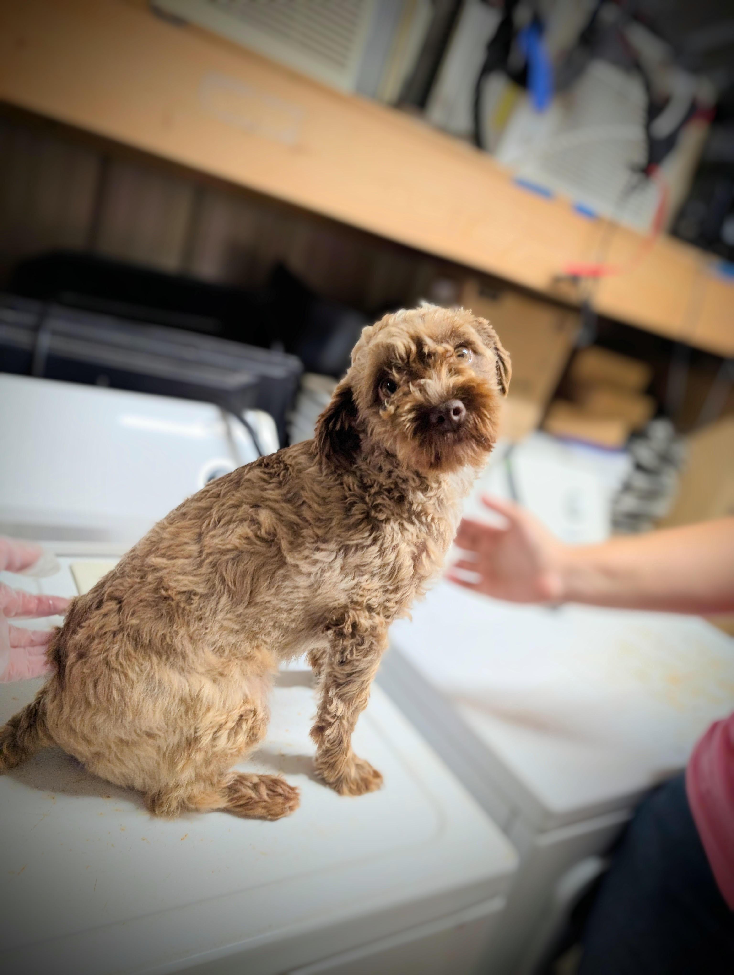 Arlo, adopted, Young Male Poodle (Toy).