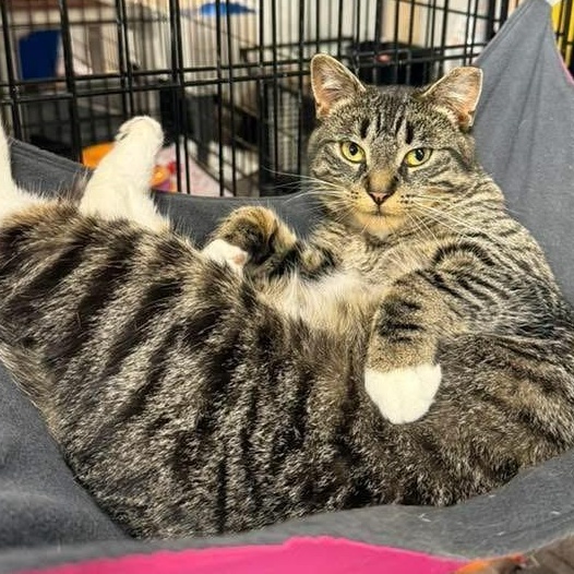 Enlarge Sparky, a Adoptable Domestic Short Hair in East Amherst, NY image 6/6