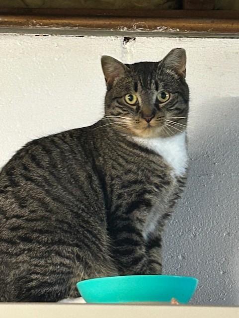 Enlarge Sparky, a Adoptable Domestic Short Hair in East Amherst, NY image 5/6