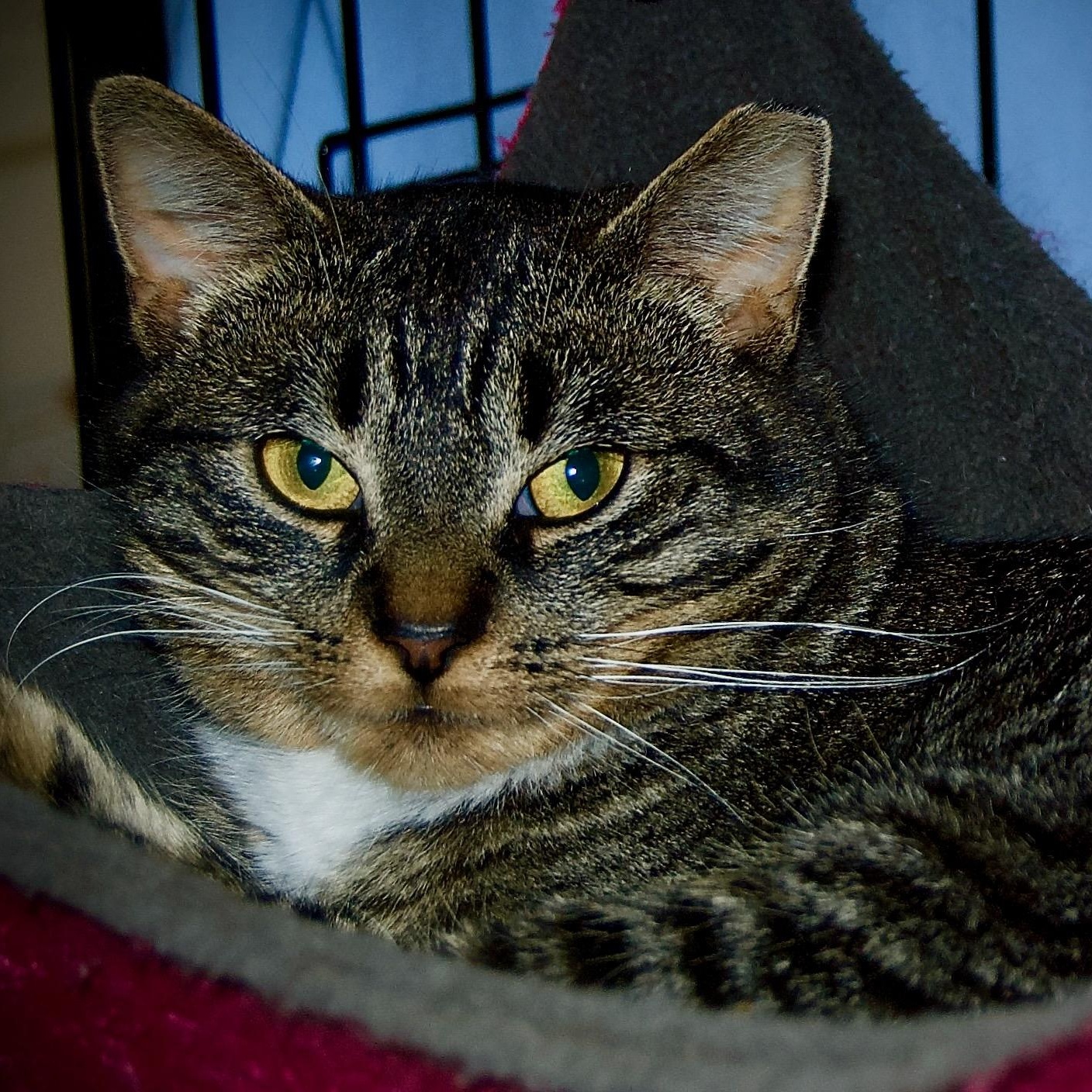 Enlarge Sparky, a Adoptable Domestic Short Hair in East Amherst, NY image 2/6