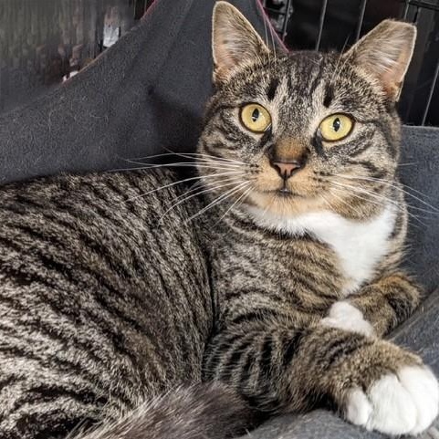 Enlarge Sparky, a Adoptable Domestic Short Hair in East Amherst, NY image 1/6