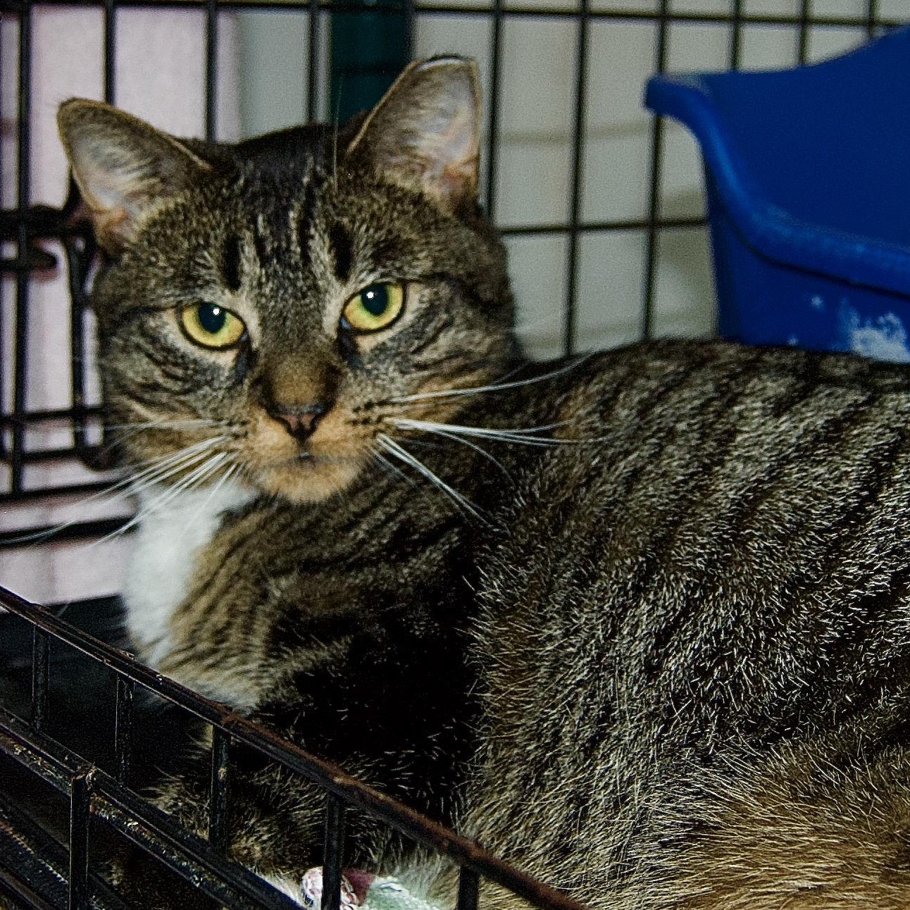 Enlarge Sparky, a Adoptable Domestic Short Hair in East Amherst, NY image 4/6