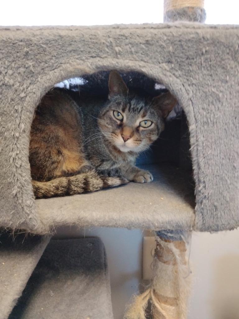 Kitty Ann (Clarice), Adoptable, Senior Female Domestic Short Hair.