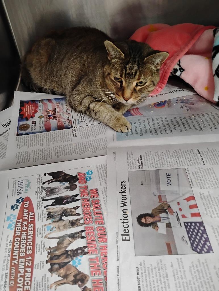 Kitty Ann (Clarice), a Adoptable mixed breed in Angola, IN image 2/2