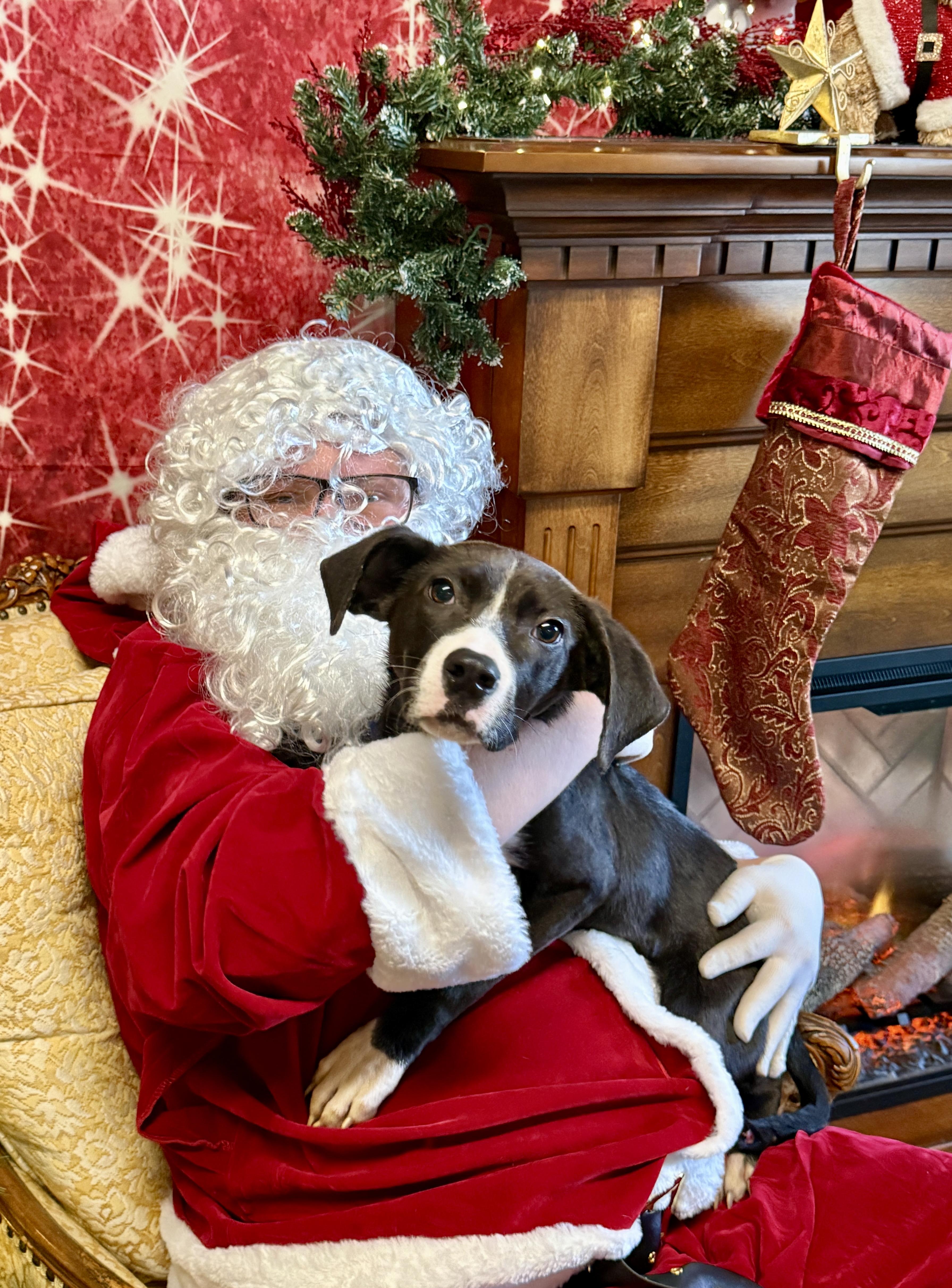 Belle, a Adoptable mixed breed in Roseburg, OR image 1/6