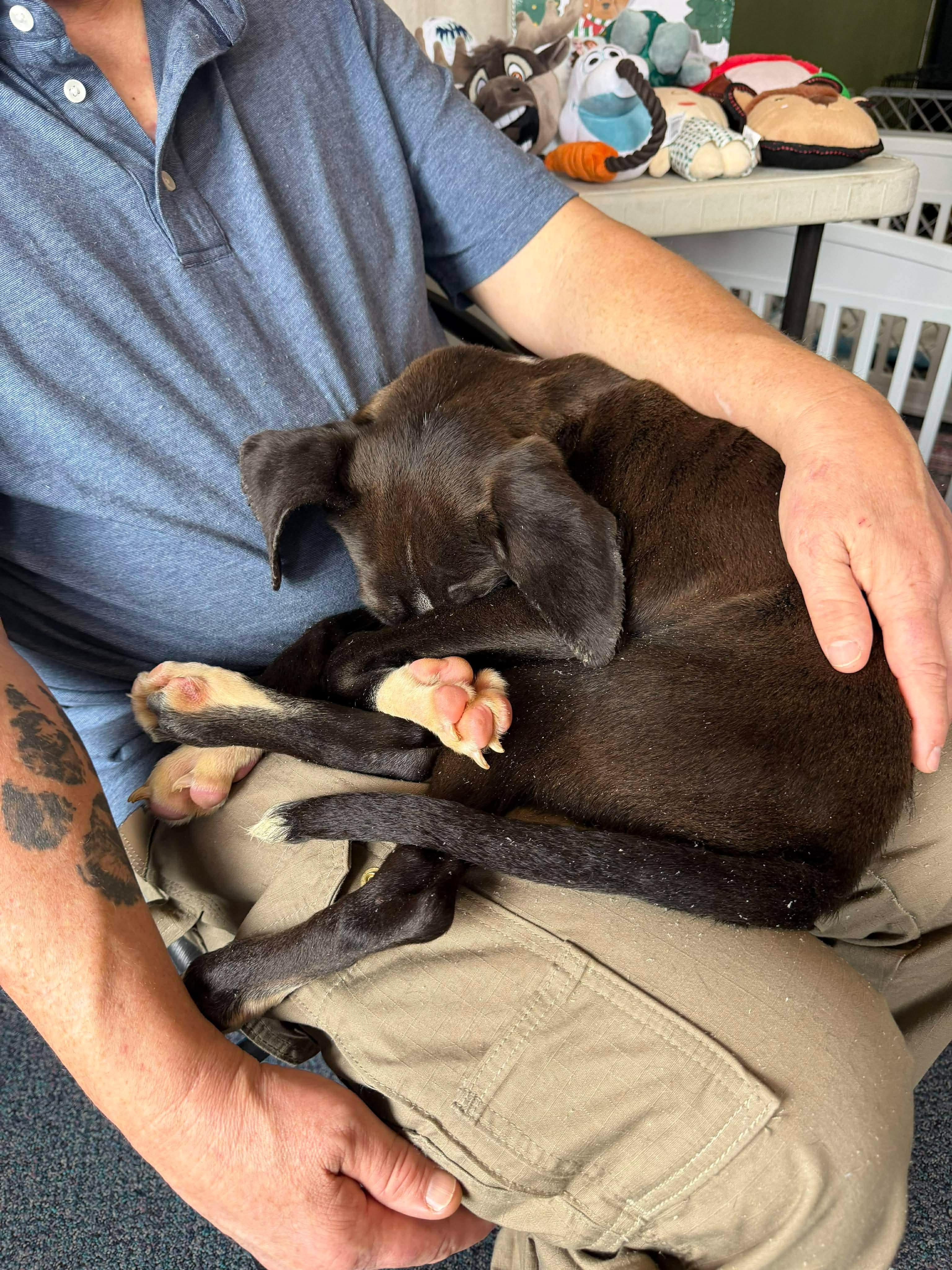 Belle, a Adoptable mixed breed in Roseburg, OR image 2/6