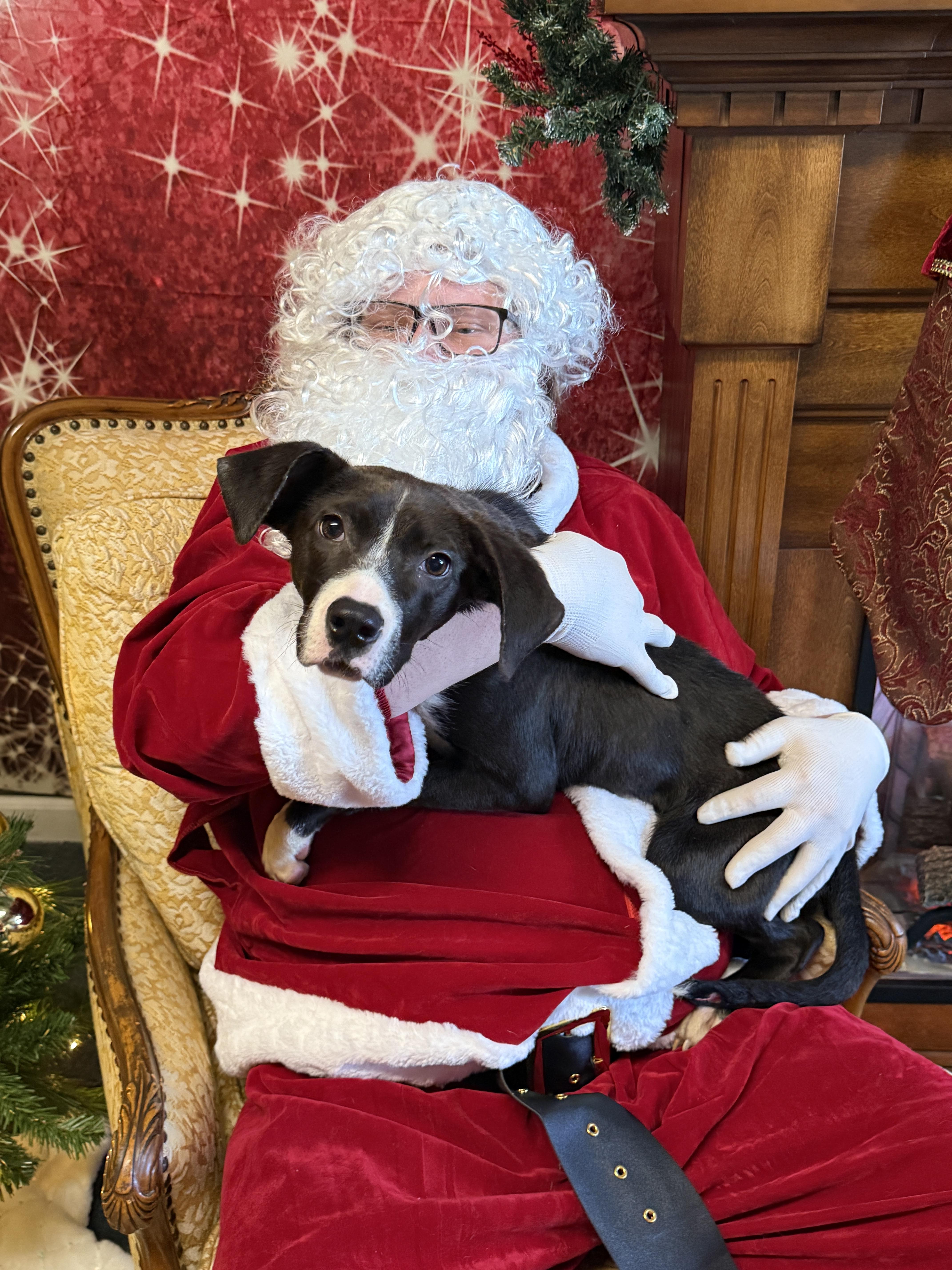 Belle, a Adoptable mixed breed in Roseburg, OR image 3/6