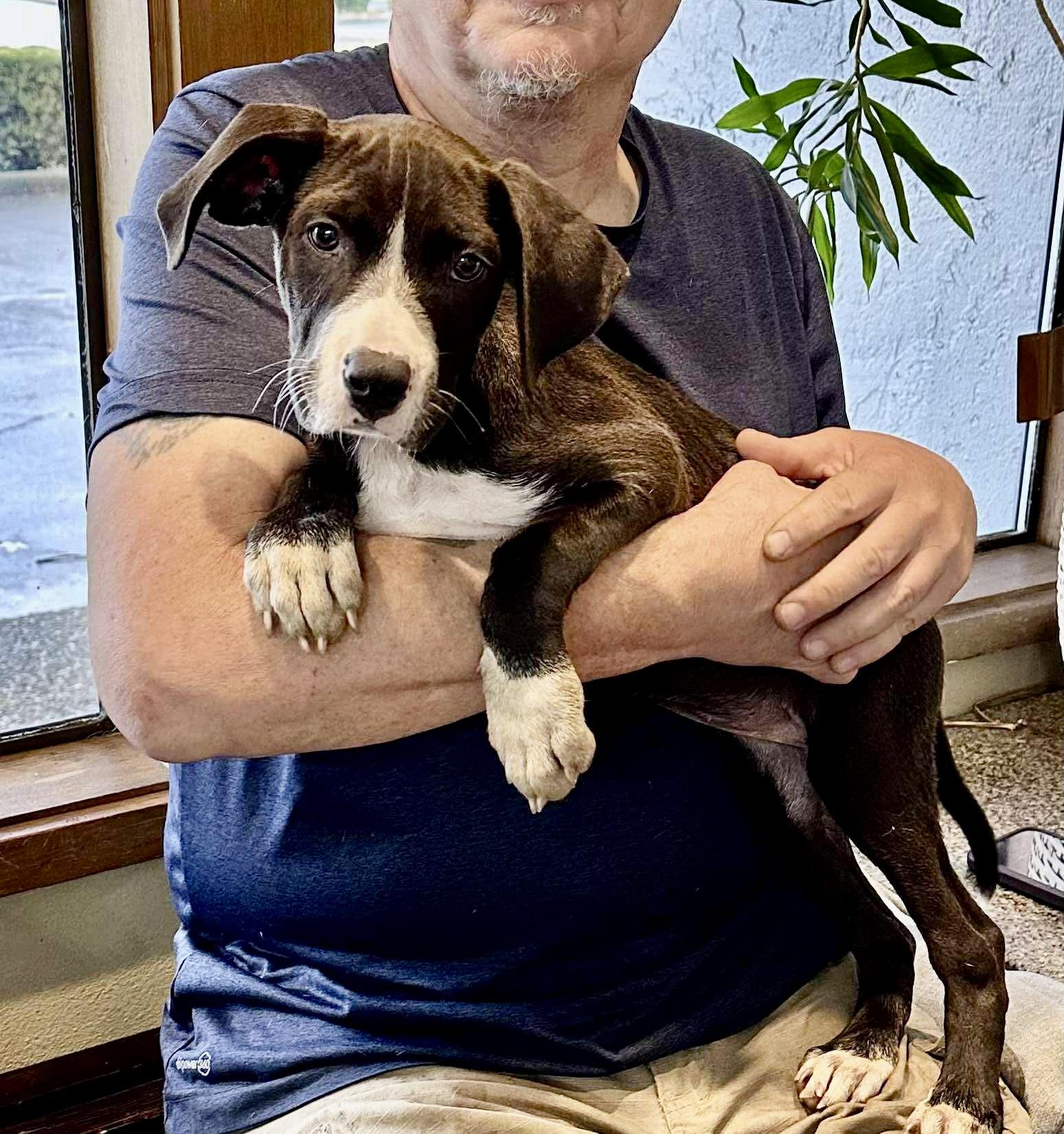 Belle, a Adoptable mixed breed in Roseburg, OR image 4/6