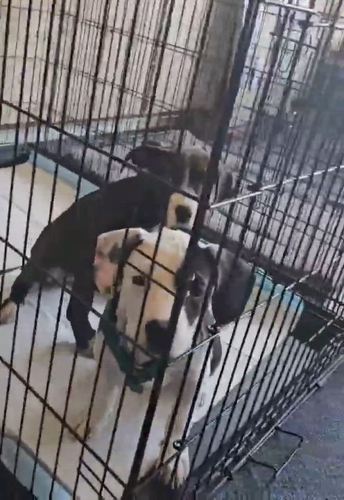 Enlarge Belle, a Adoptable mixed breed in Roseburg, OR video 6/6