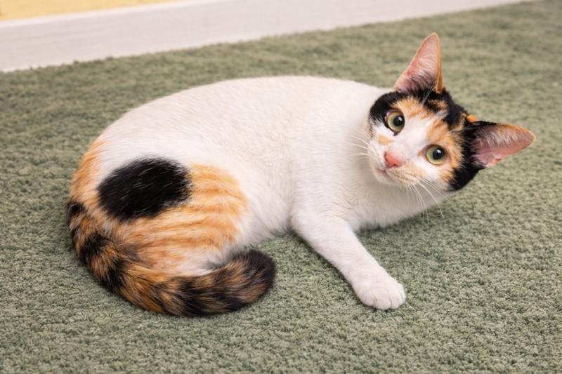 Celeste , ADOPTABLE, Young Female Calico.