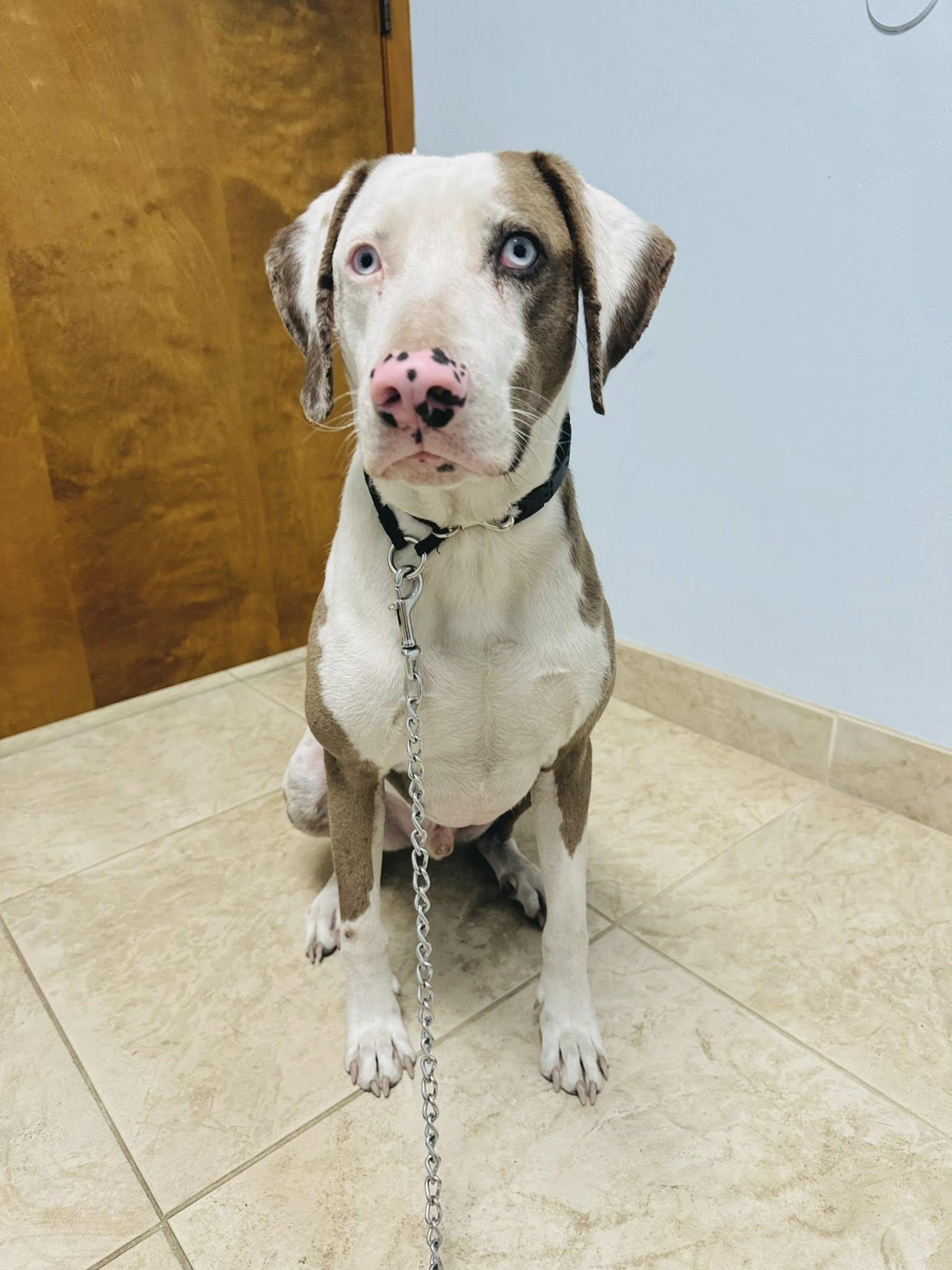 Phoenix, Adoptable, Adult Male Catahoula Leopard Dog.