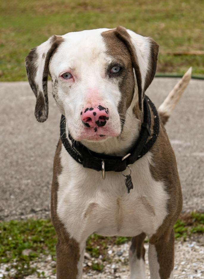 Phoenix, Adoptable, Adult Male Catahoula Leopard Dog.