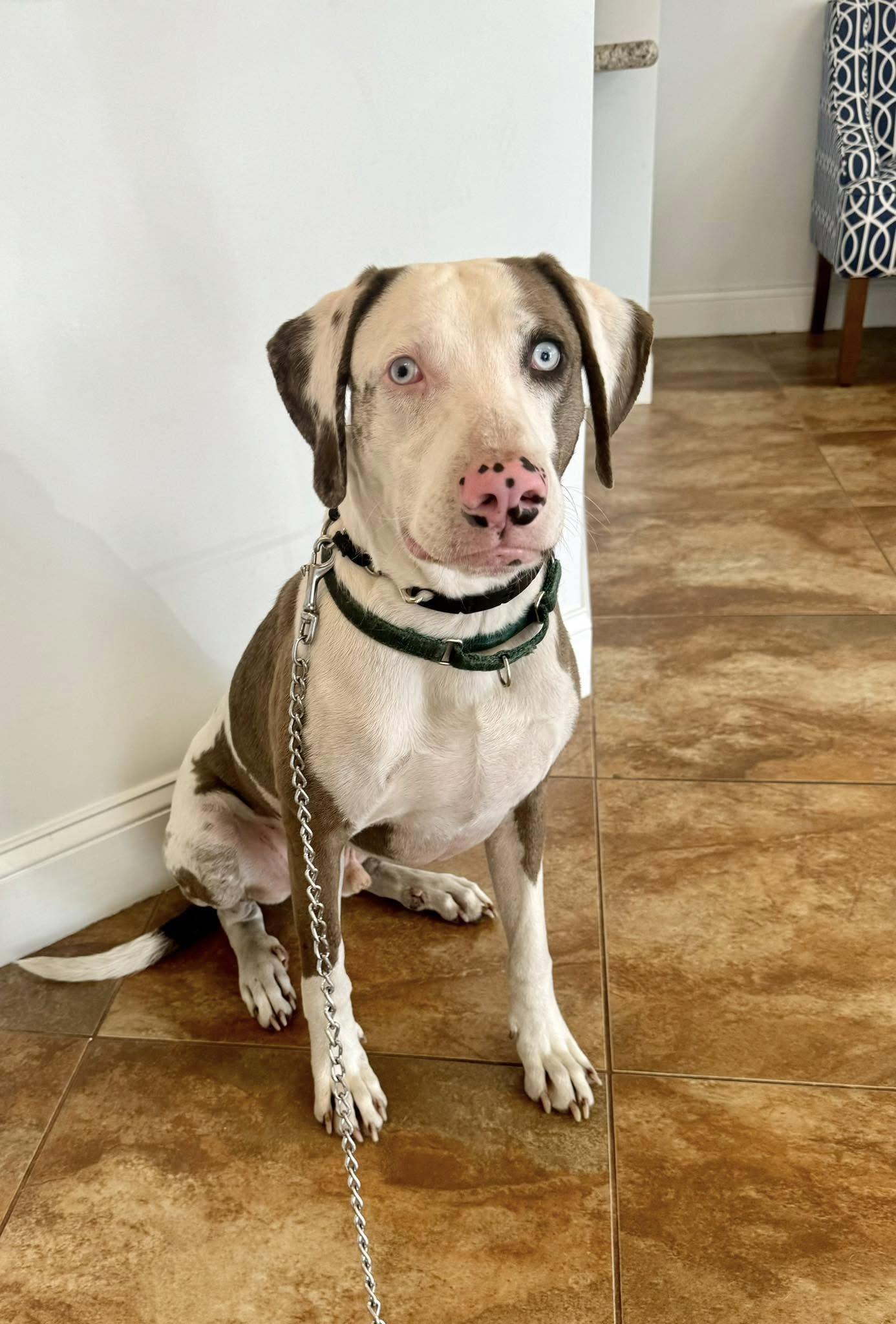 Phoenix, a Adoptable Catahoula Leopard Dog in Palm City, FL image 2/2