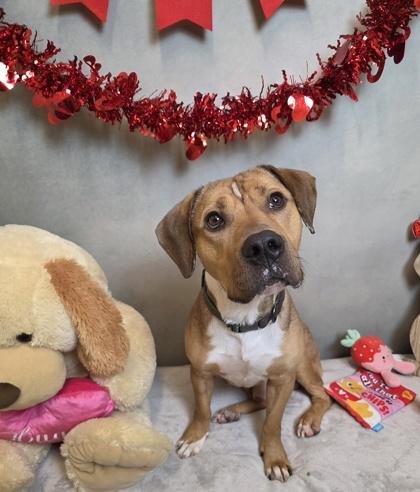 Enlarge Colby, a Adoptable mixed breed in Cedar Hill, TX image 1/2