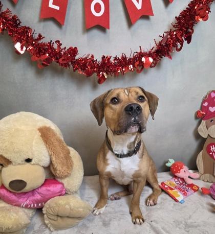 Enlarge Colby, a Adoptable mixed breed in Cedar Hill, TX image 2/2