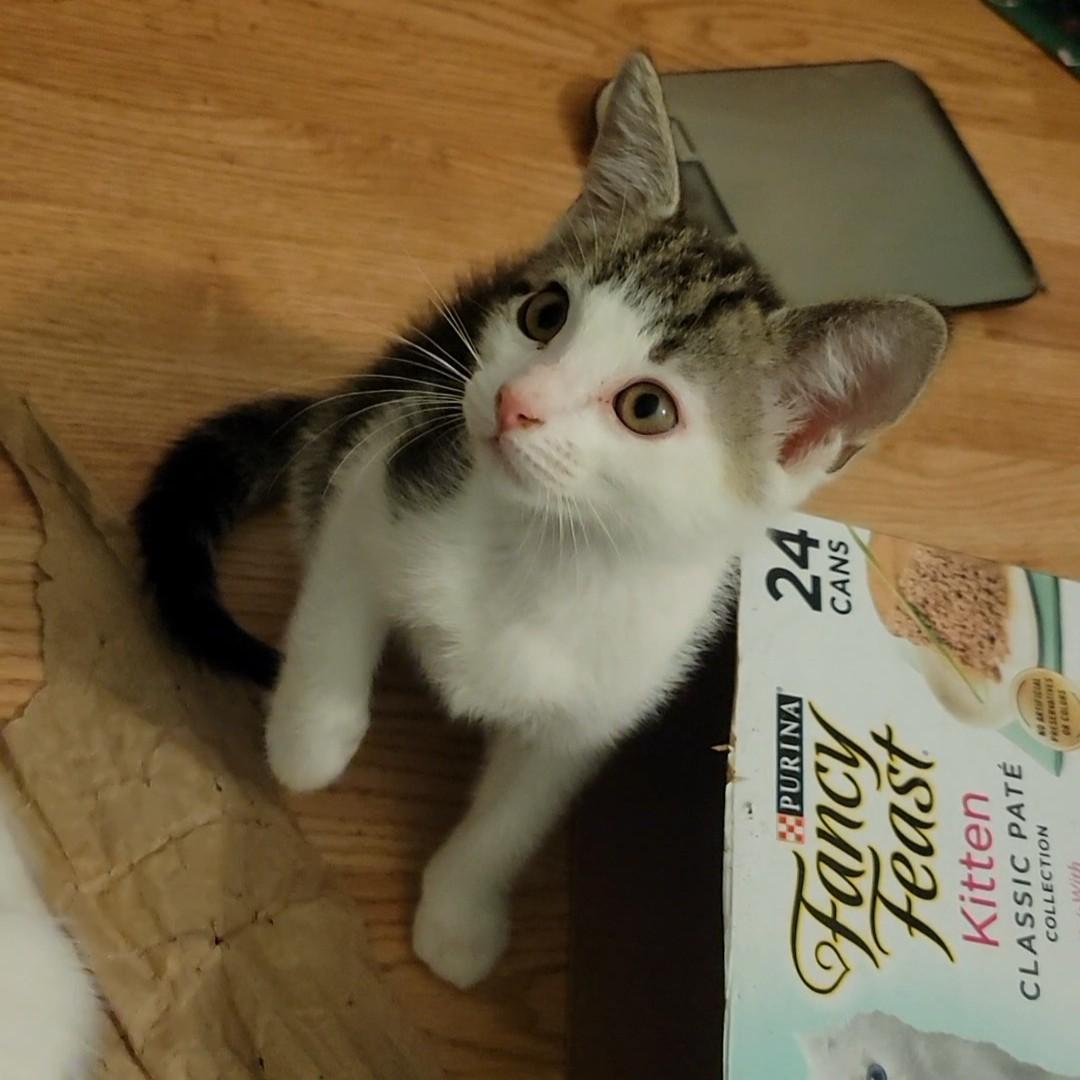 Bagel, a Adoptable Domestic Short Hair in Irvine, CA image 4/5