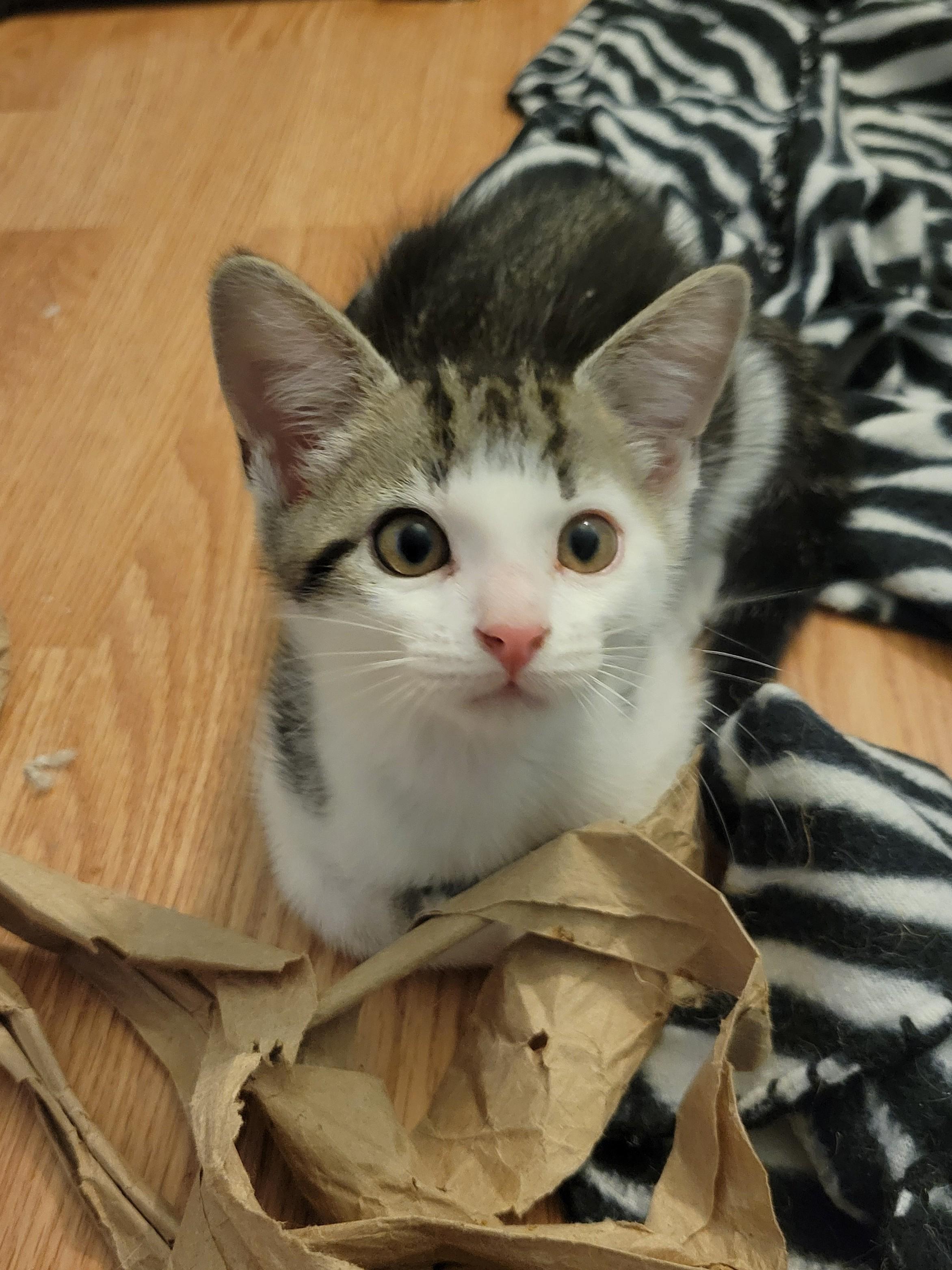 Bagel, a Adoptable Domestic Short Hair in Irvine, CA image 2/5