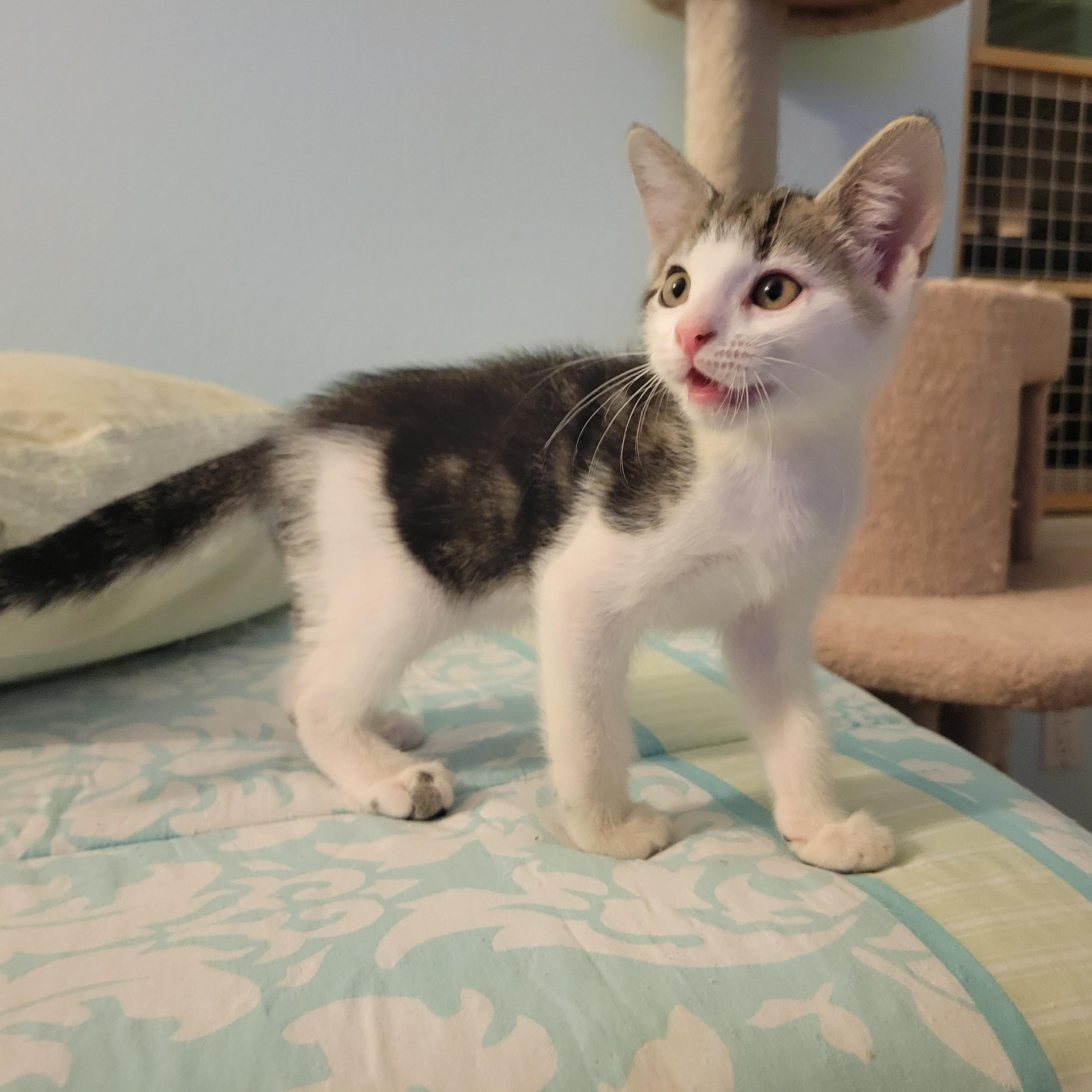 Bagel, a Adoptable Domestic Short Hair in Irvine, CA image 5/5