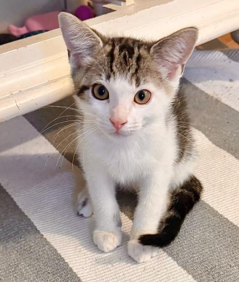 Bagel, Adoptable, Kitten Male Domestic Short Hair.