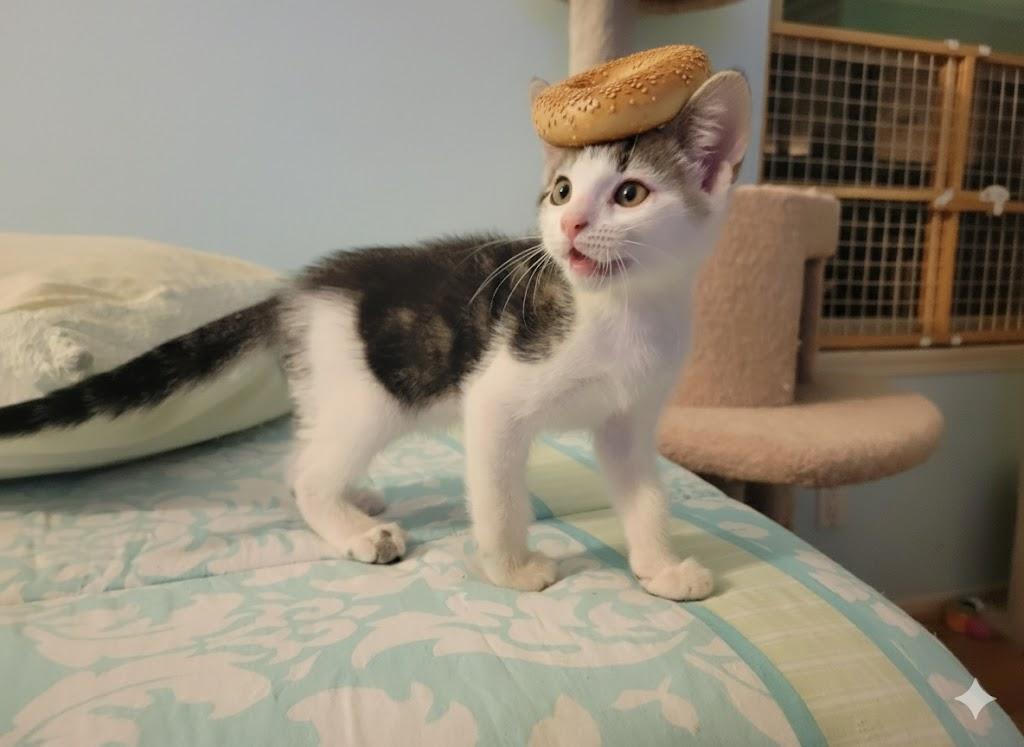 Bagel, a Adoptable Domestic Short Hair in Irvine, CA image 3/5