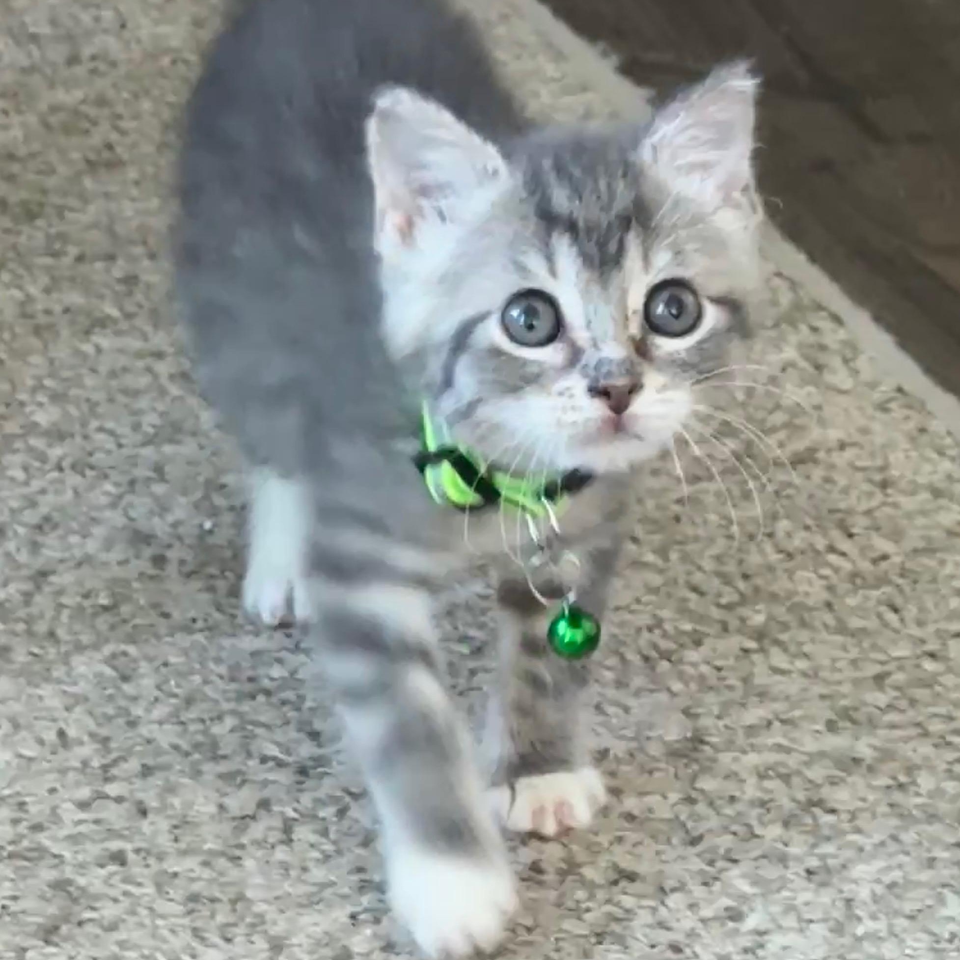 Smoke, ADOPTABLE, Kitten Female Tabby.