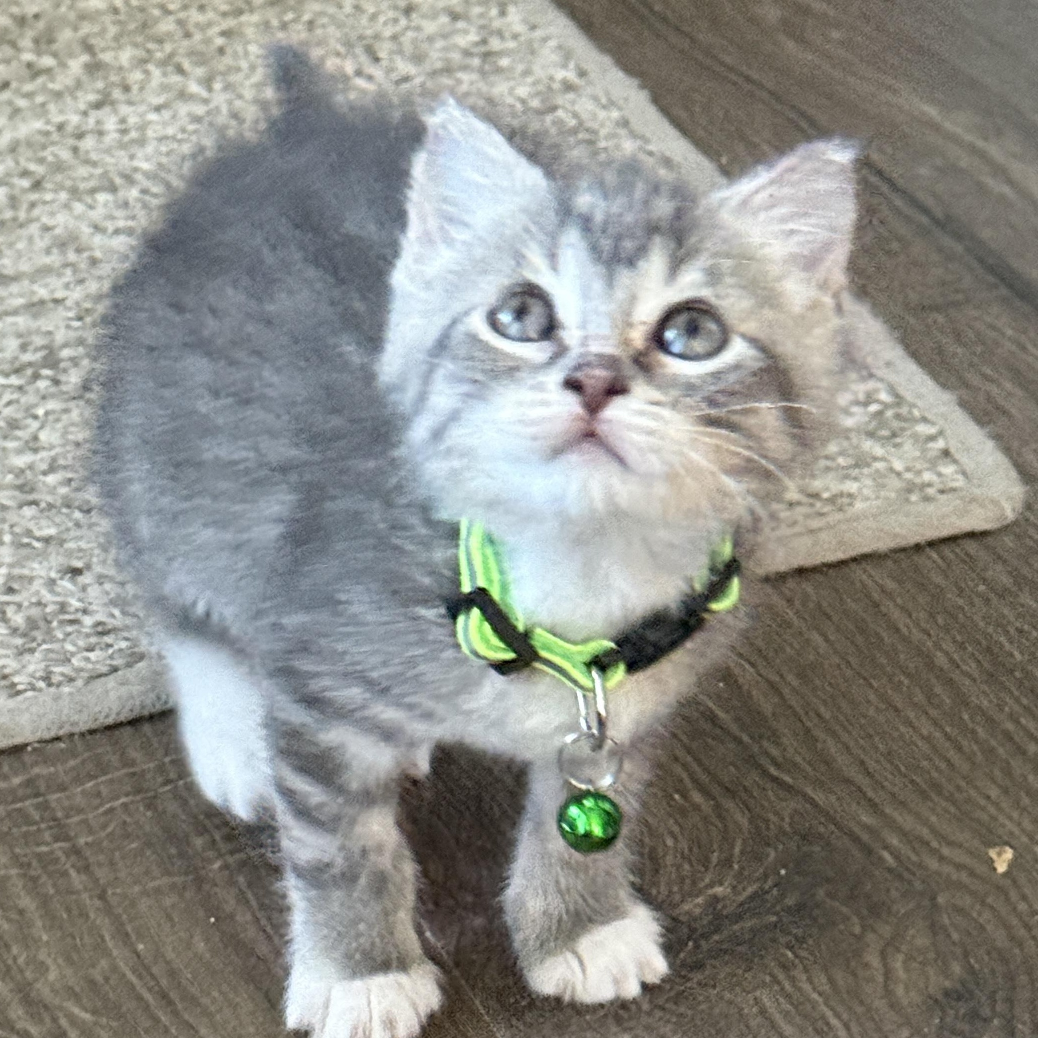 Enlarge Smoke, a ADOPTABLE Tabby in Pasco, WA image 2/6