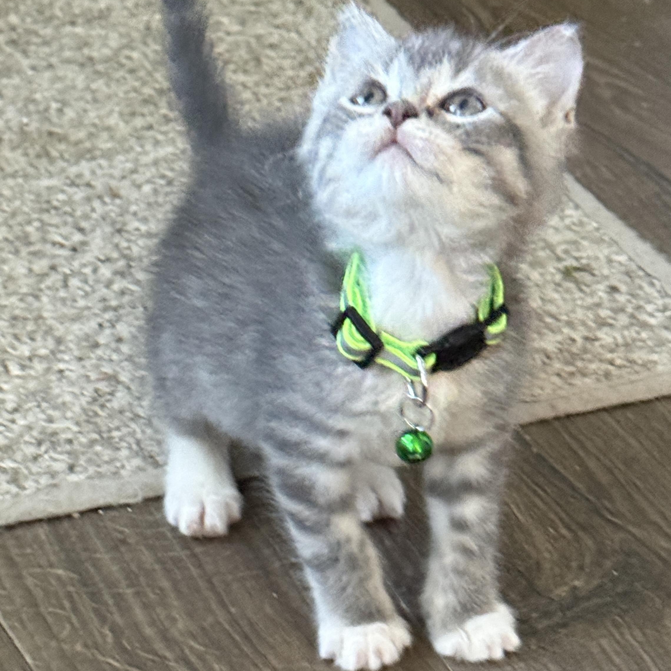 Enlarge Smoke, a ADOPTABLE Tabby in Pasco, WA image 4/6