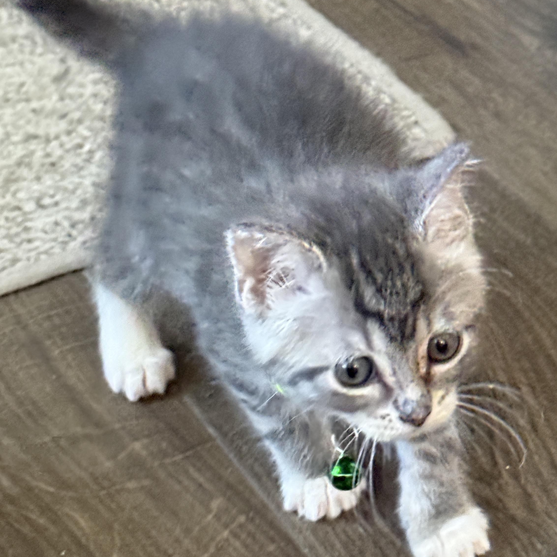 Enlarge Smoke, a ADOPTABLE Tabby in Pasco, WA image 5/6
