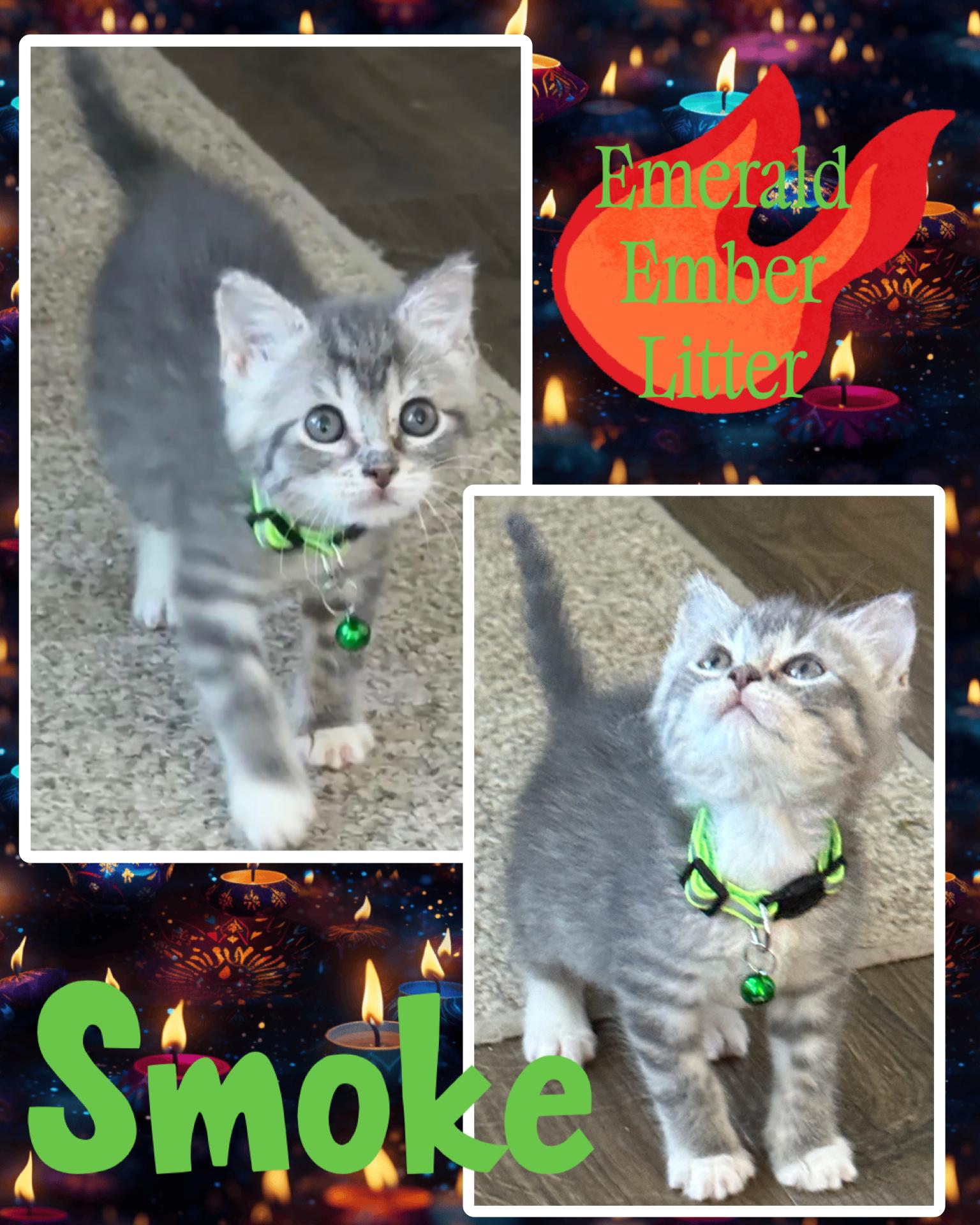 Enlarge Smoke, a ADOPTABLE Tabby in Pasco, WA image 6/6