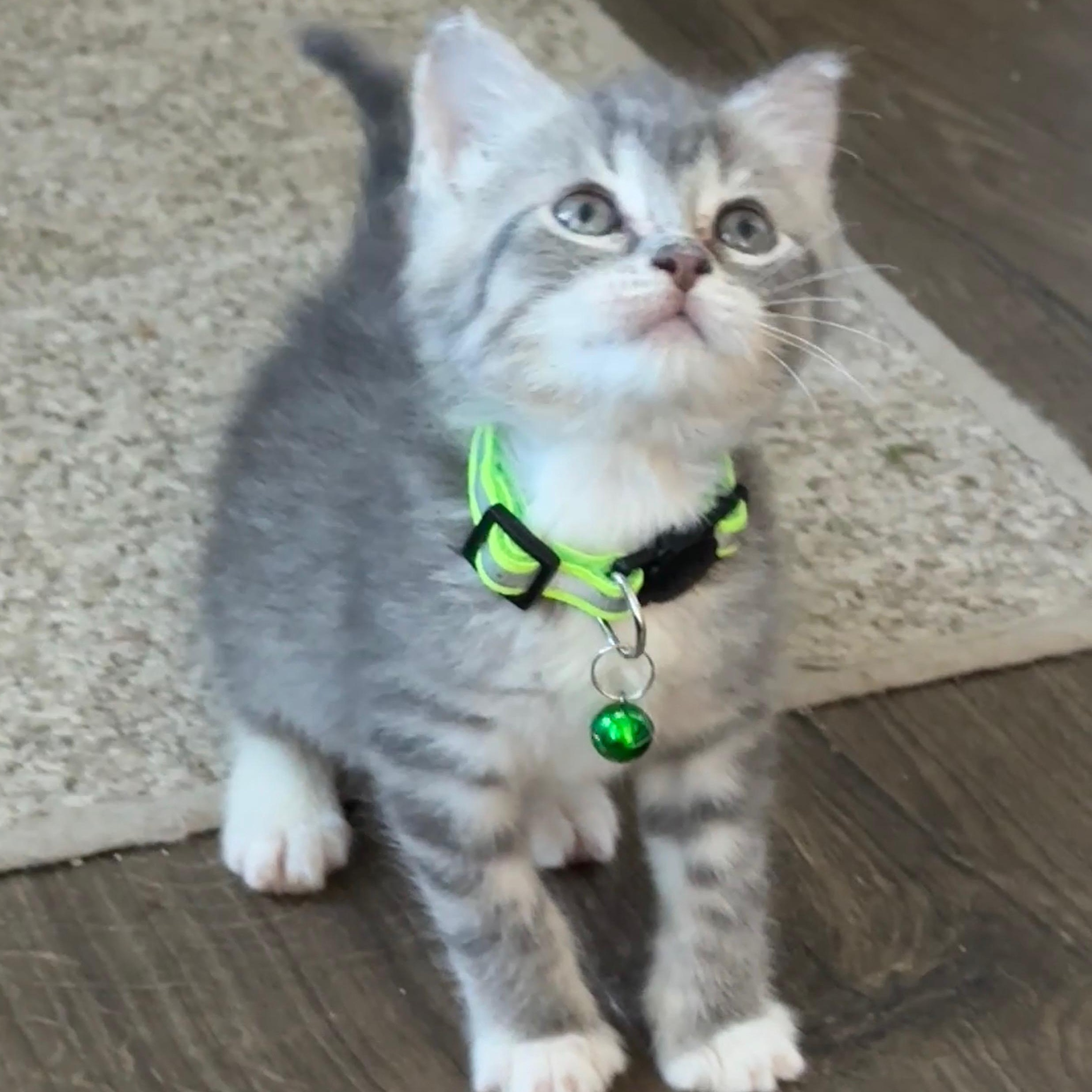 Enlarge Smoke, a ADOPTABLE Tabby in Pasco, WA image 3/6