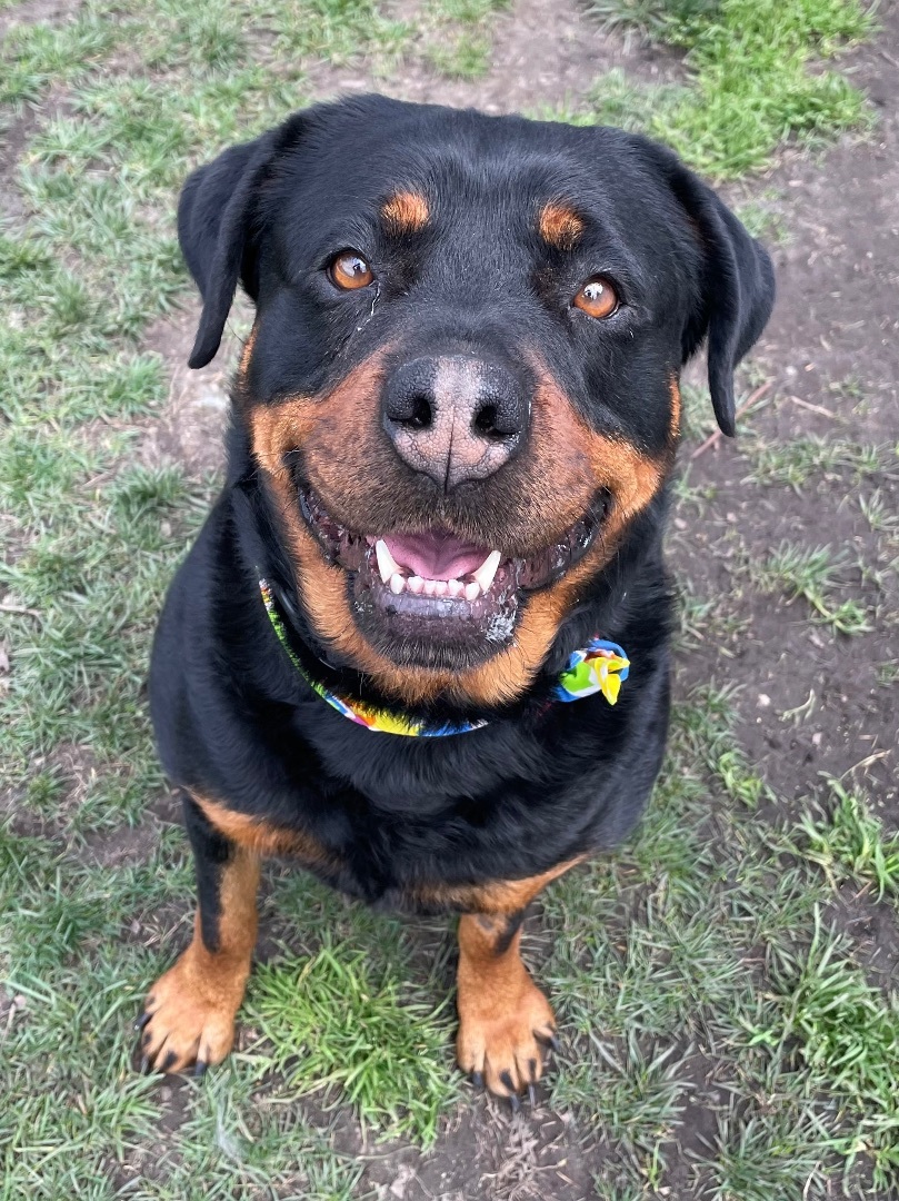 Enlarge Kona, a Adoptable Rottweiler in Lodi, CA image 2/6