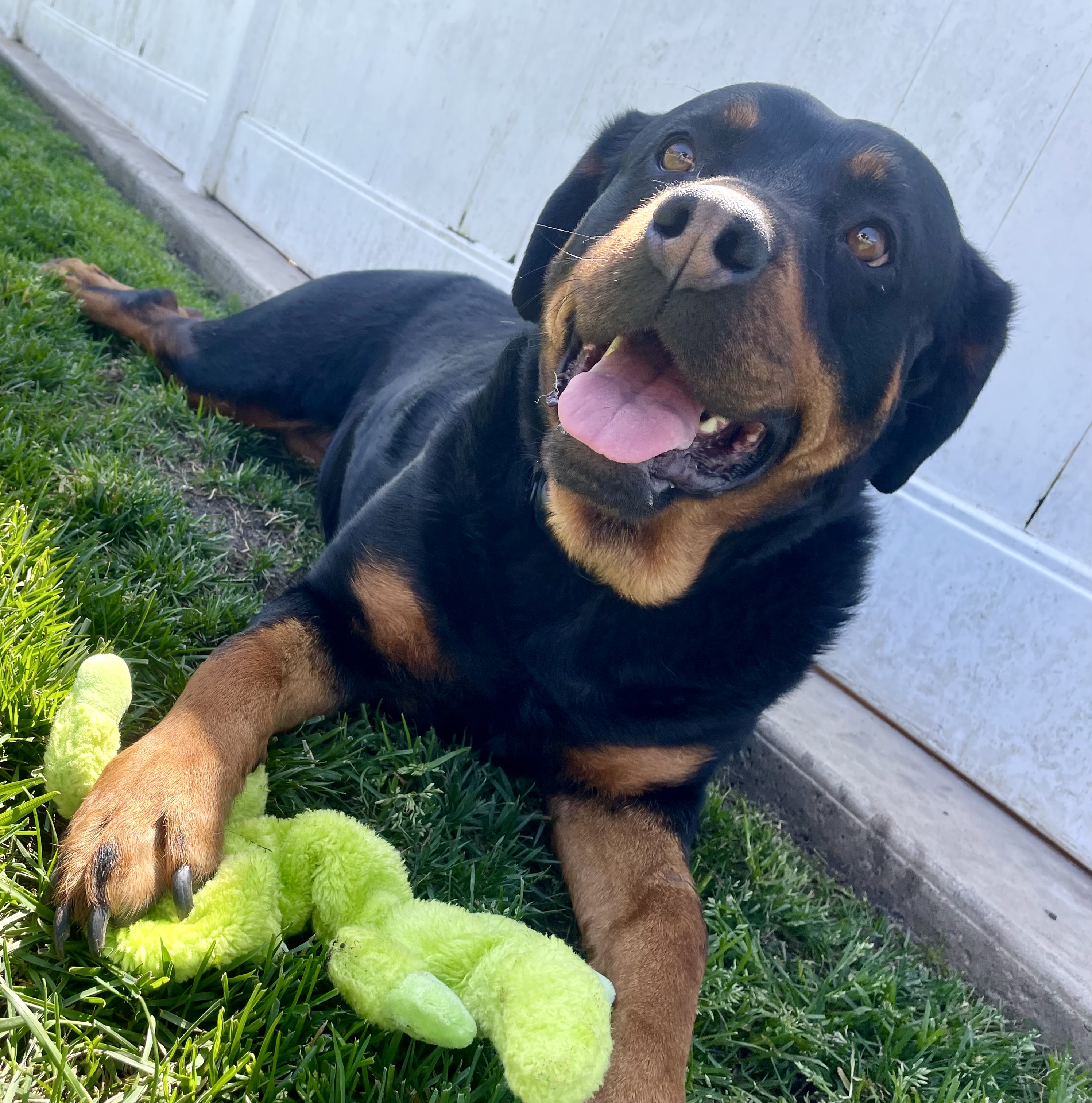 Enlarge Kona, a Adoptable Rottweiler in Lodi, CA image 3/6