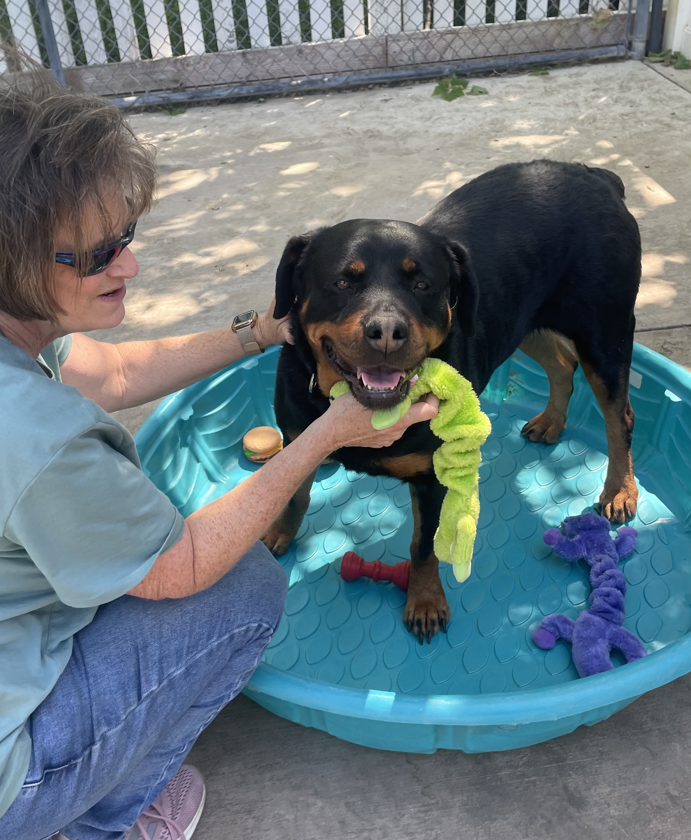 Enlarge Kona, a Adoptable Rottweiler in Lodi, CA image 5/6