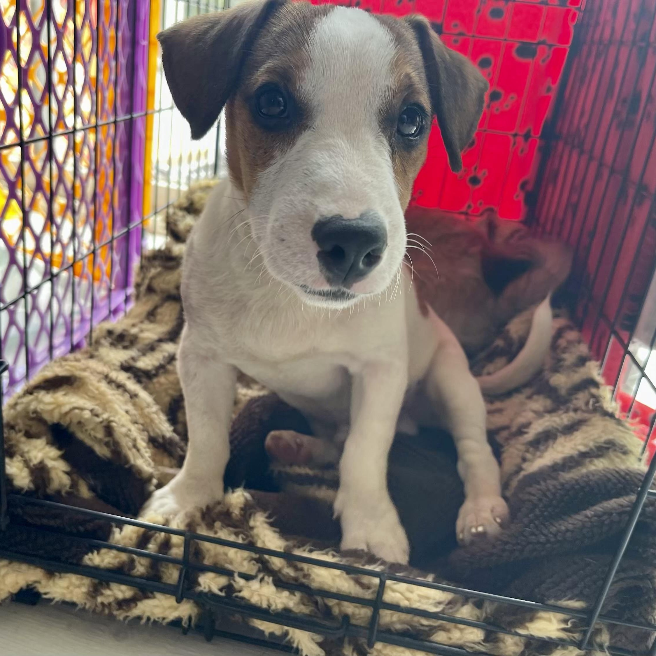 Fritz, a ADOPTABLE Jack Russell Terrier in Richmond, VA image 2/6