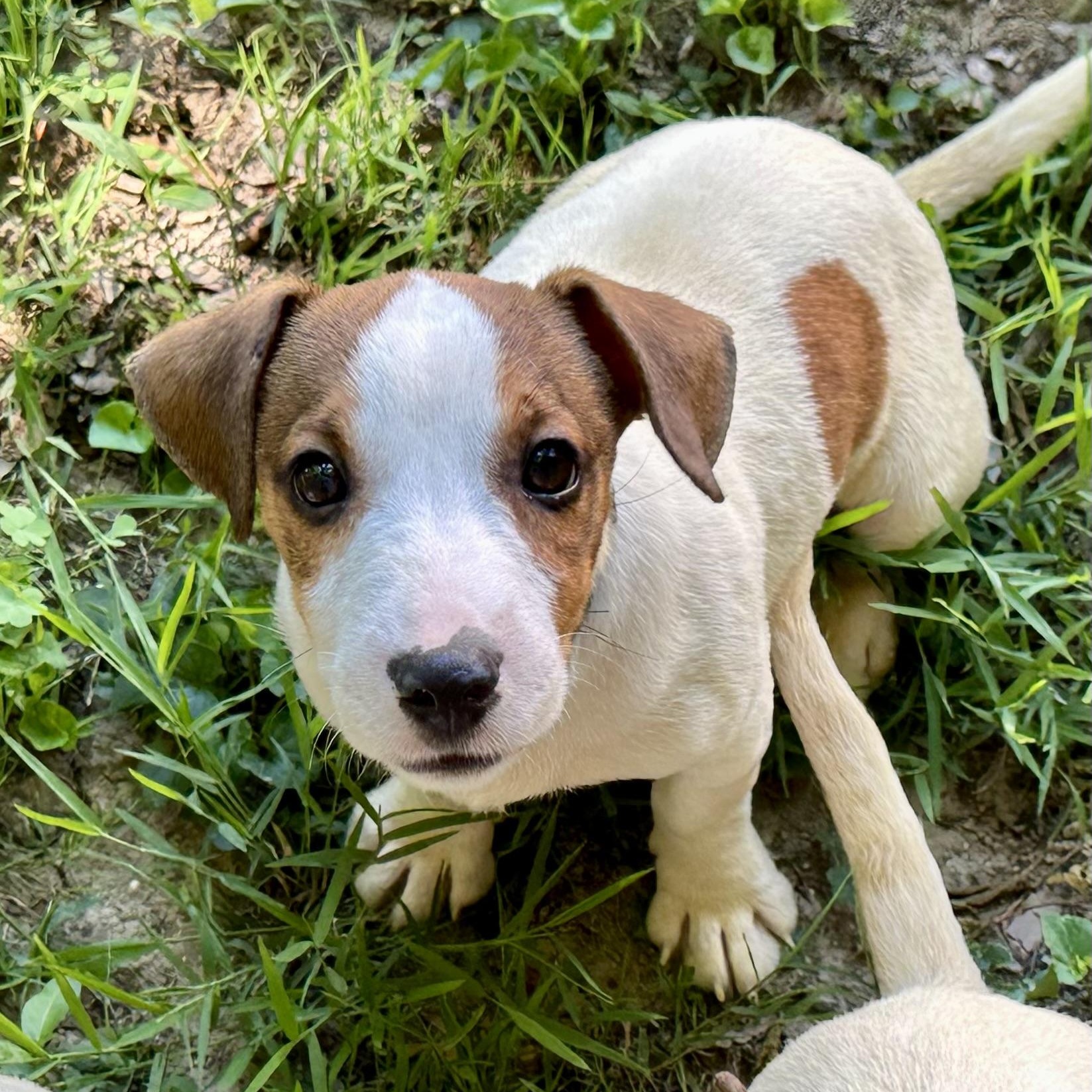 Fritz, ADOPTABLE, Young Male Jack Russell Terrier.
