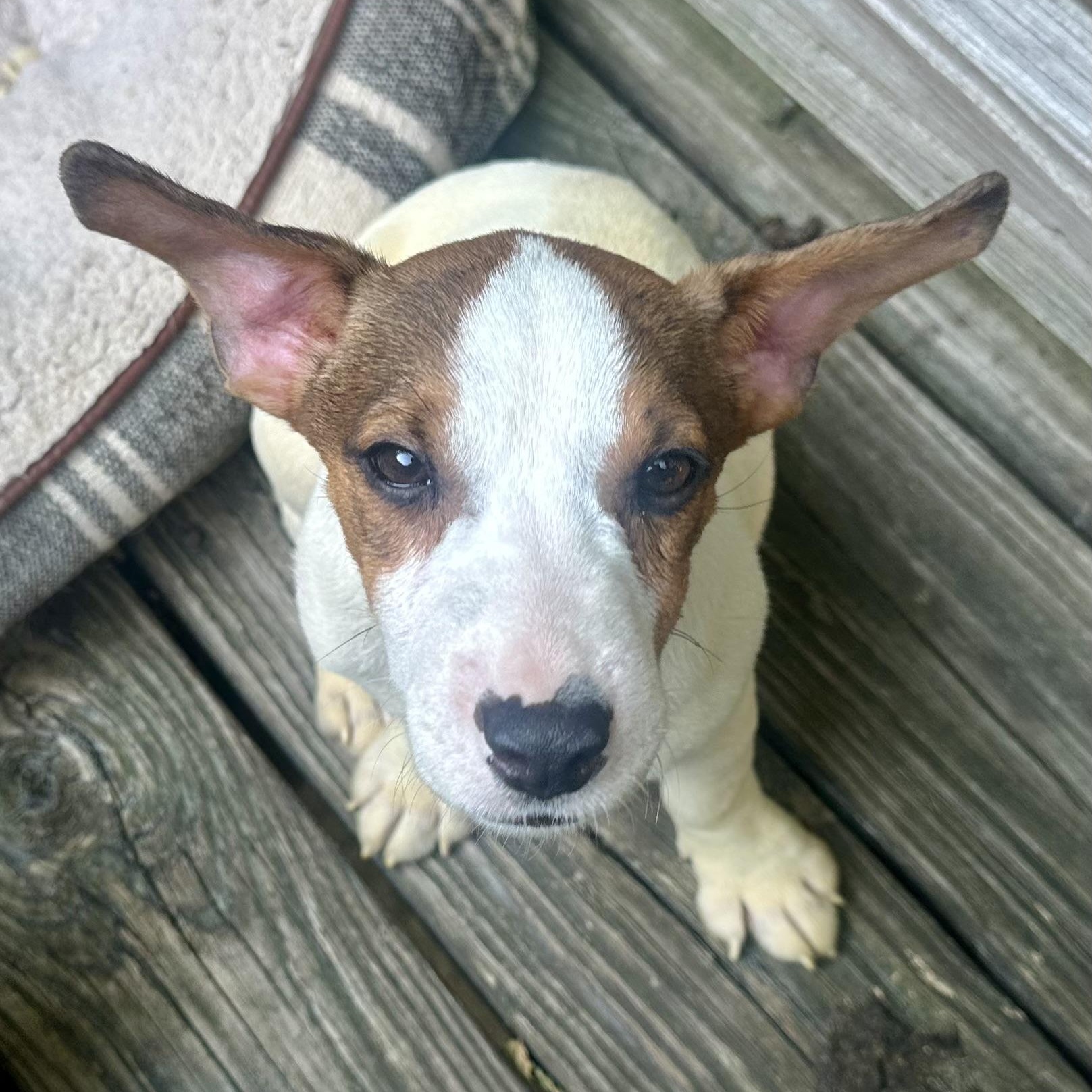 Fritz, a ADOPTABLE Jack Russell Terrier in Richmond, VA image 3/6