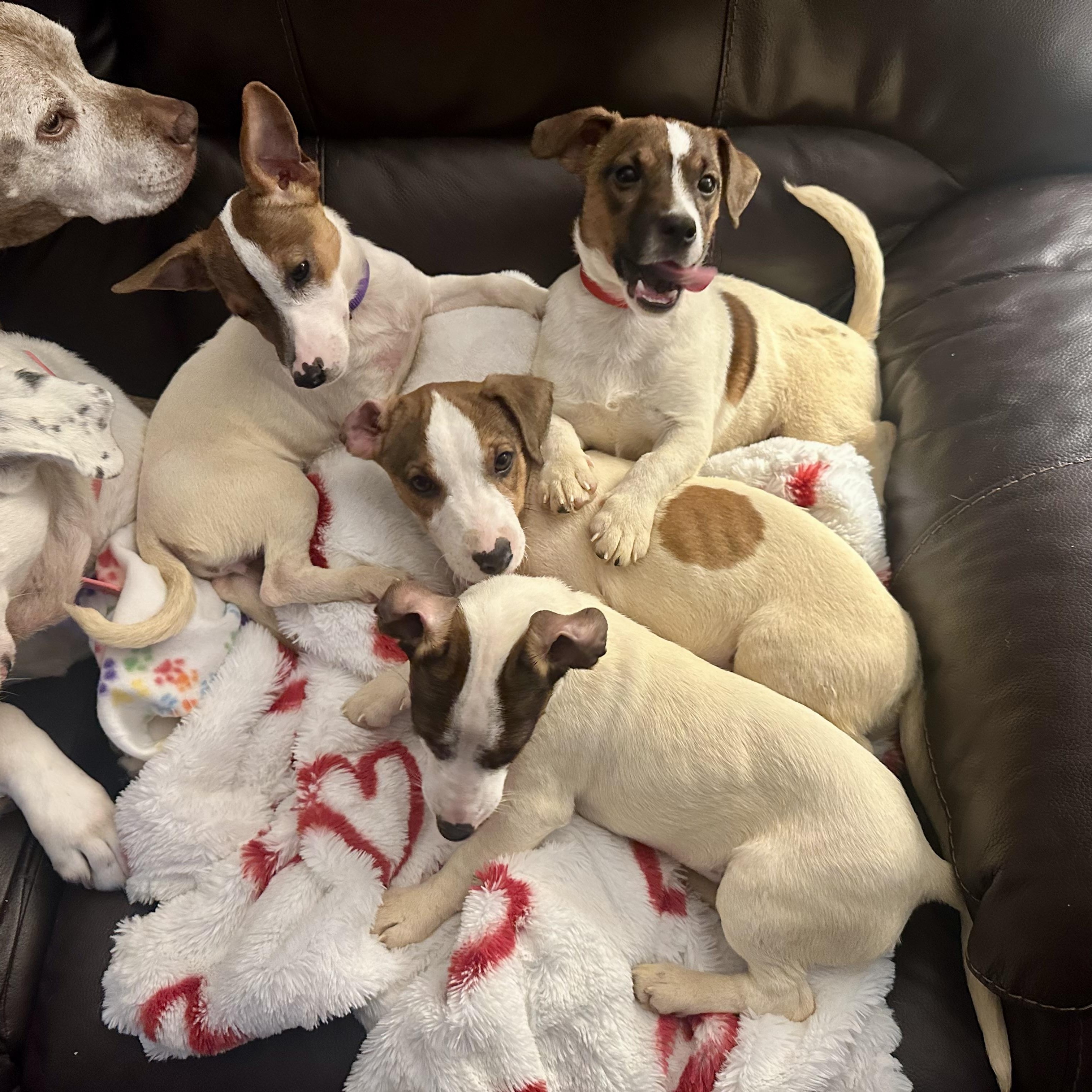 Fritz, a ADOPTABLE Jack Russell Terrier in Richmond, VA image 5/6