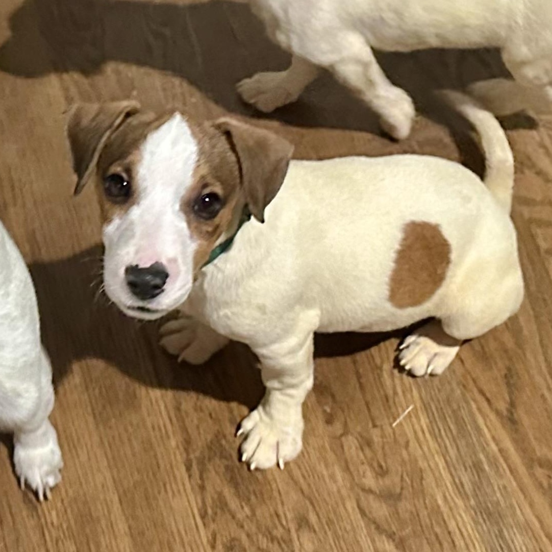 Fritz, a ADOPTABLE Jack Russell Terrier in Richmond, VA image 4/6