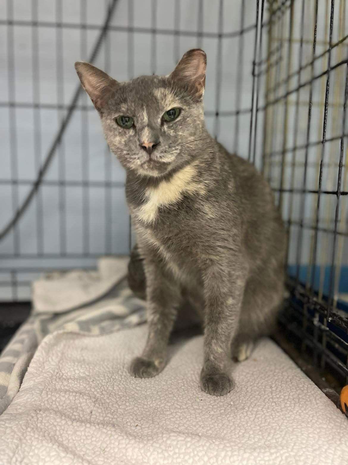 Enlarge Greybird, a Adoptable Domestic Short Hair in Flint Hill, VA image 1/1