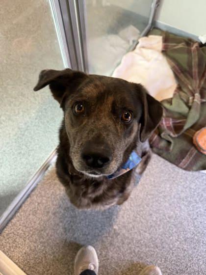 Enlarge Brutus, a ADOPTABLE mixed breed in Hamilton, MT image 1/1