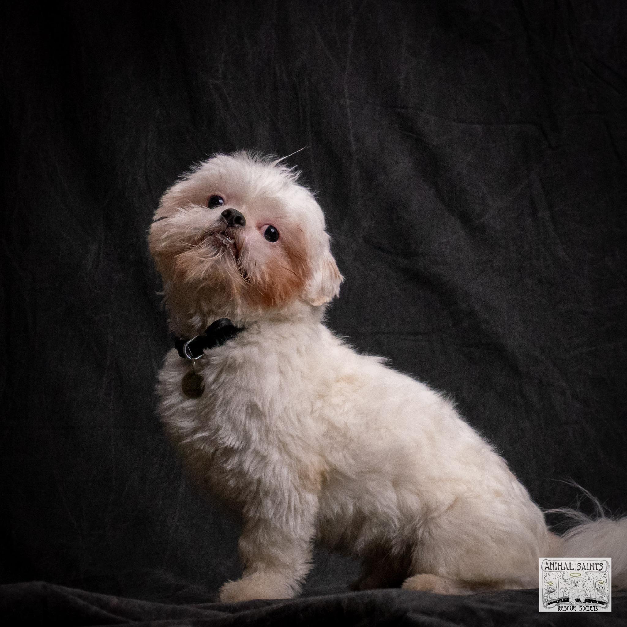 Enlarge Jasper, an adopted mixed breed in Fort Montgomery, NY image 4/6