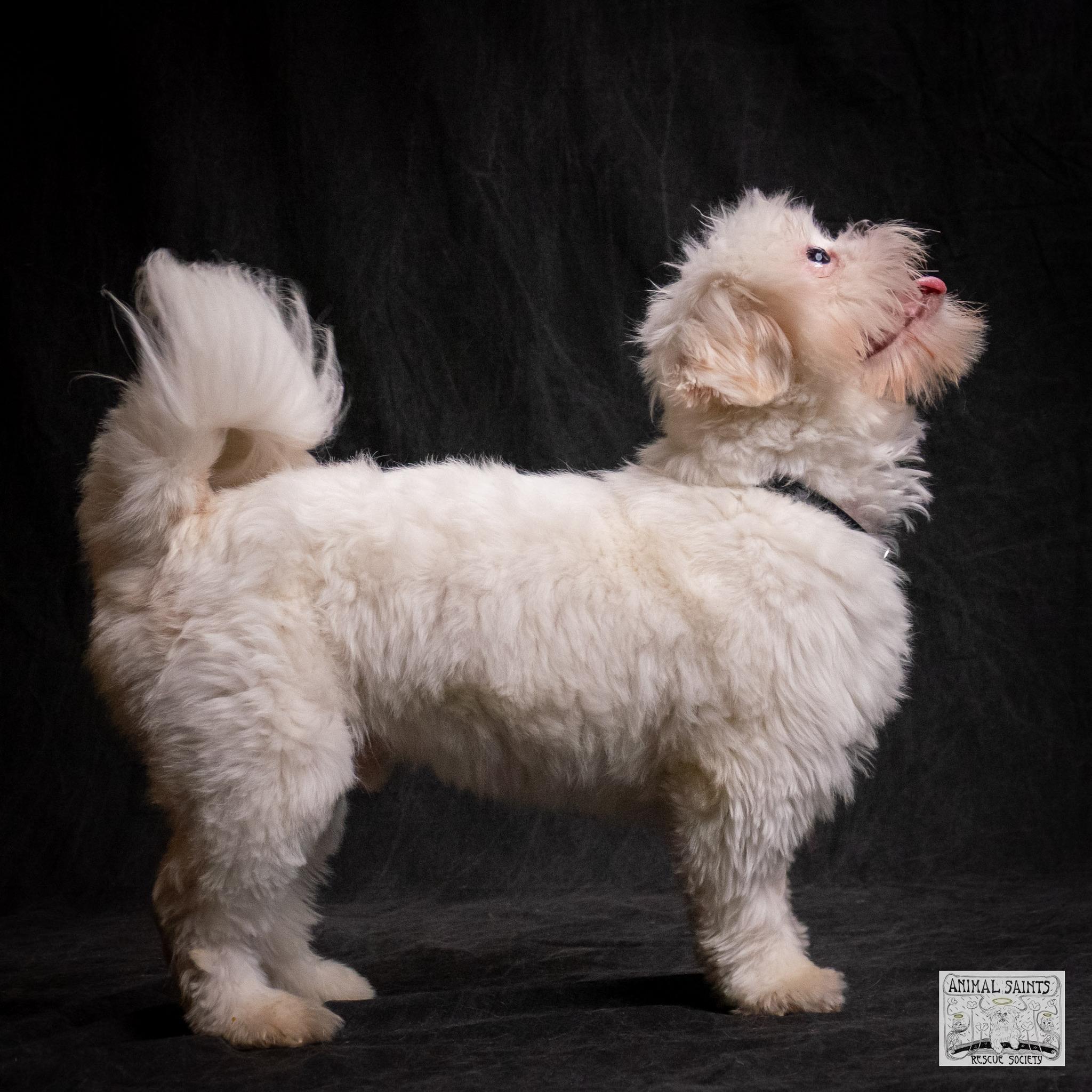 Enlarge Jasper, an adopted mixed breed in Fort Montgomery, NY image 5/6