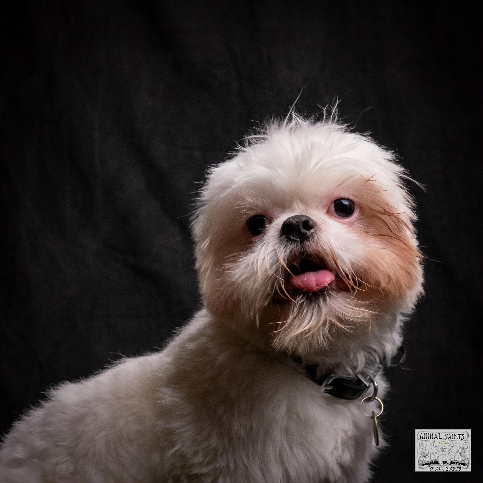 Enlarge Jasper, an adopted mixed breed in Fort Montgomery, NY image 1/6