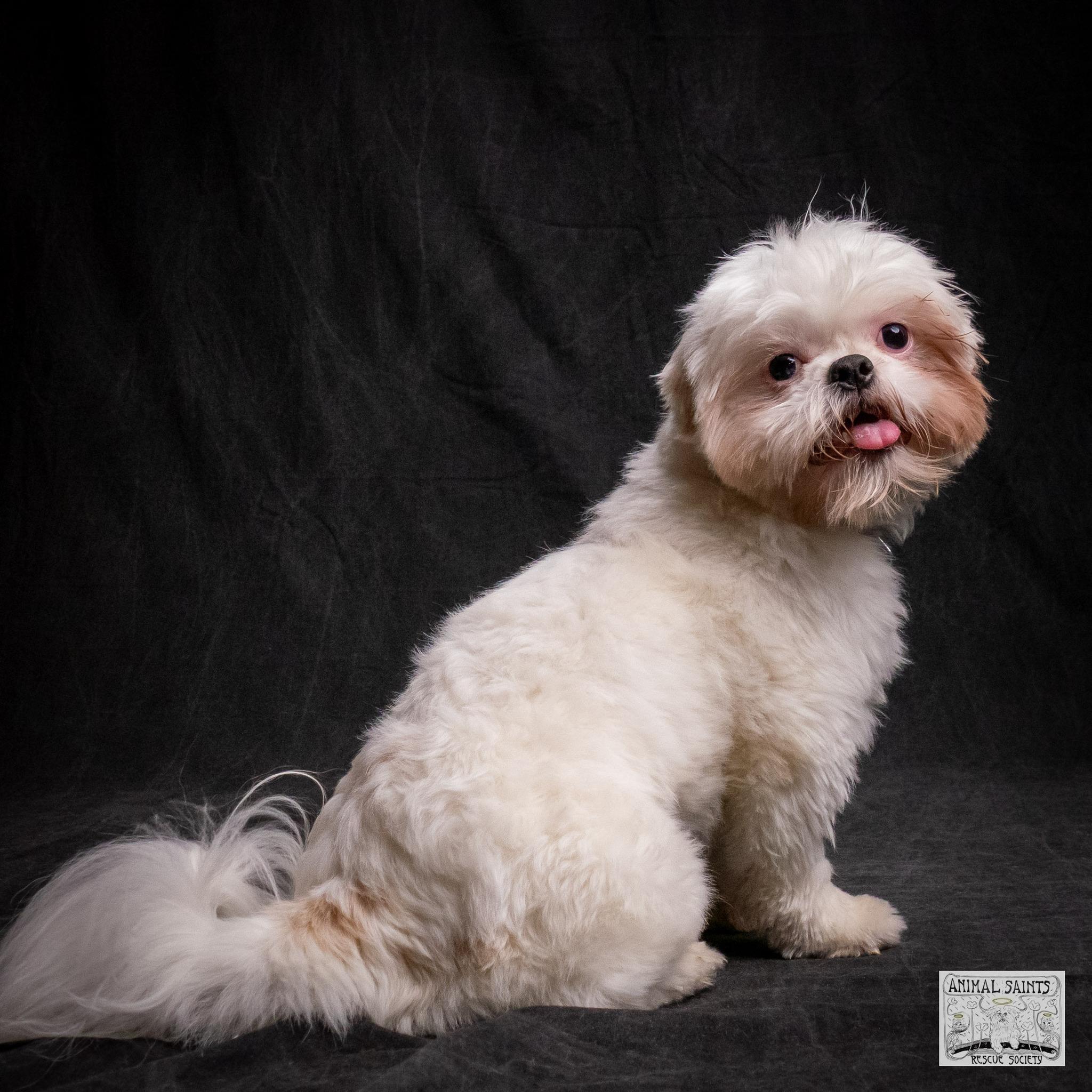 Enlarge Jasper, an adopted mixed breed in Fort Montgomery, NY image 2/6