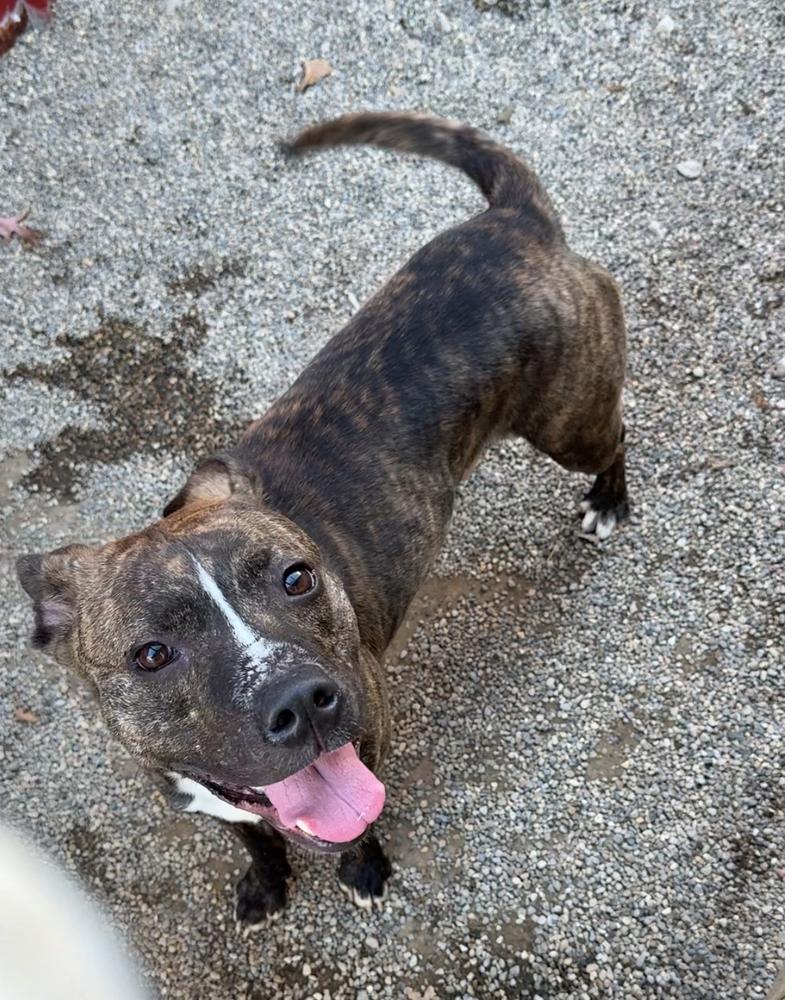 Enlarge TARO | $0 Adoption | 1 yr FREE Heartworm/Flea & Tick Prevention!, a Adoptable mixed breed in Rochester, IN image 1/5