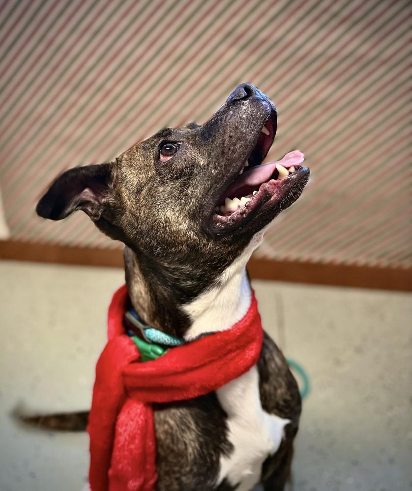Enlarge TARO | $0 Adoption | 1 yr FREE Heartworm/Flea & Tick Prevention!, a Adoptable mixed breed in Rochester, IN image 2/5