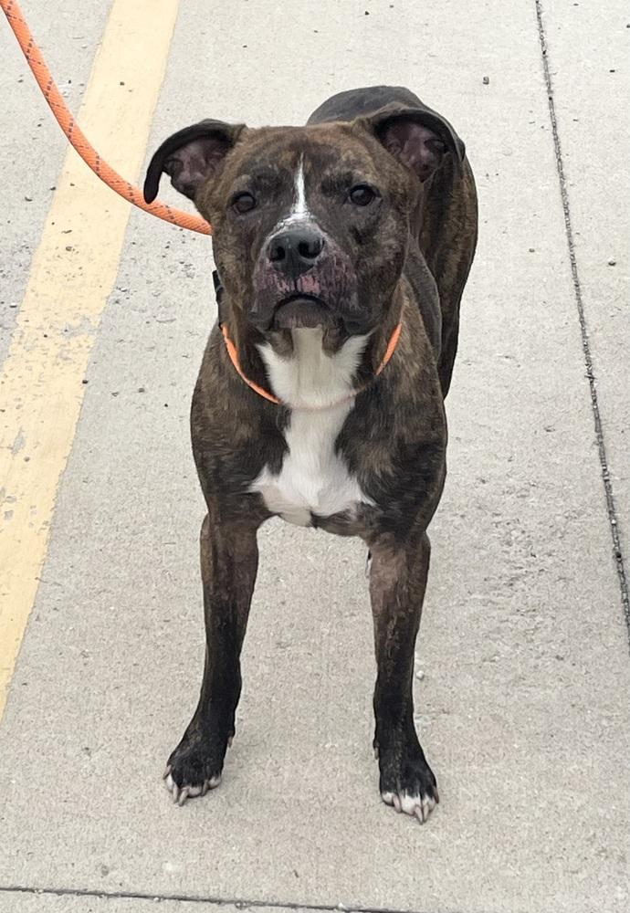 Enlarge TARO | $0 Adoption | 1 yr FREE Heartworm/Flea & Tick Prevention!, a Adoptable mixed breed in Rochester, IN image 3/5