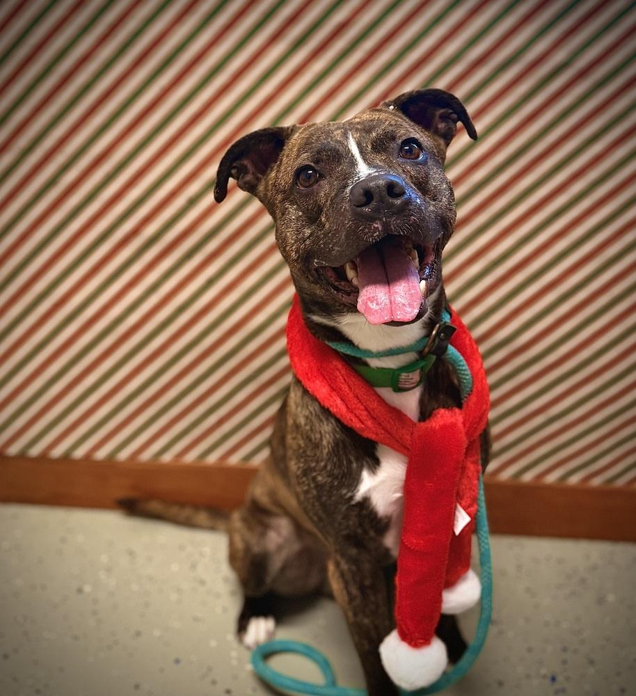 Enlarge TARO | $0 Adoption | 1 yr FREE Heartworm/Flea & Tick Prevention!, a Adoptable mixed breed in Rochester, IN image 4/5